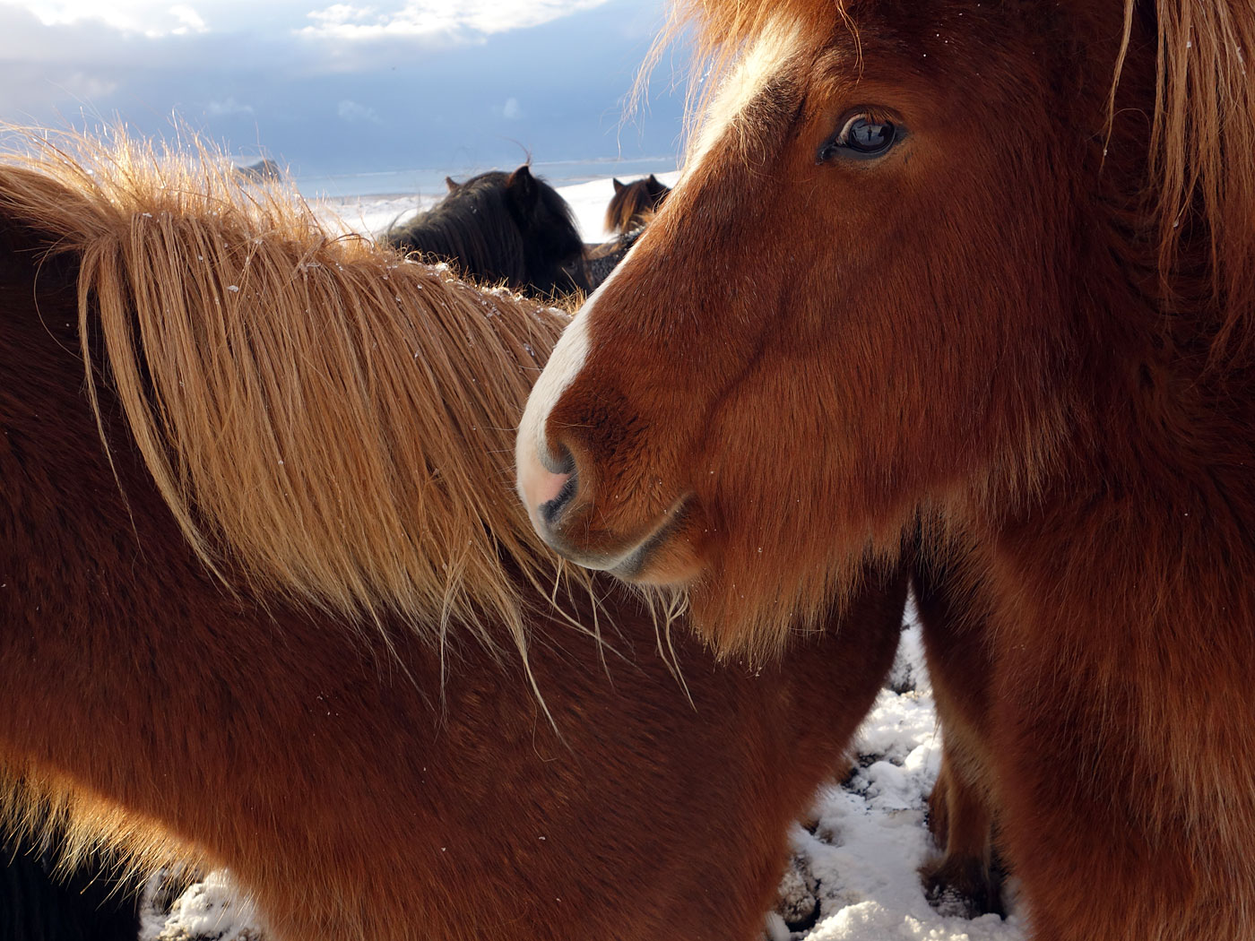 Horses near Vík. - II. (17 November 2013)