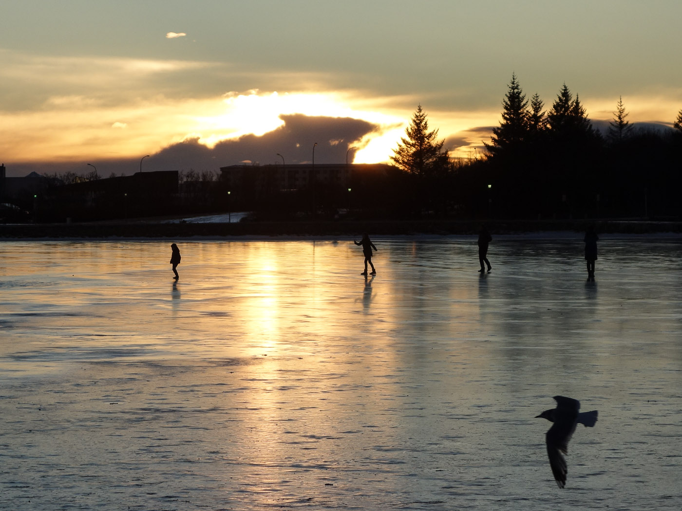 Reykjavík. Miscellaneous LXXII. - Tjörnin lake. I. (1 till 10 January 2014)