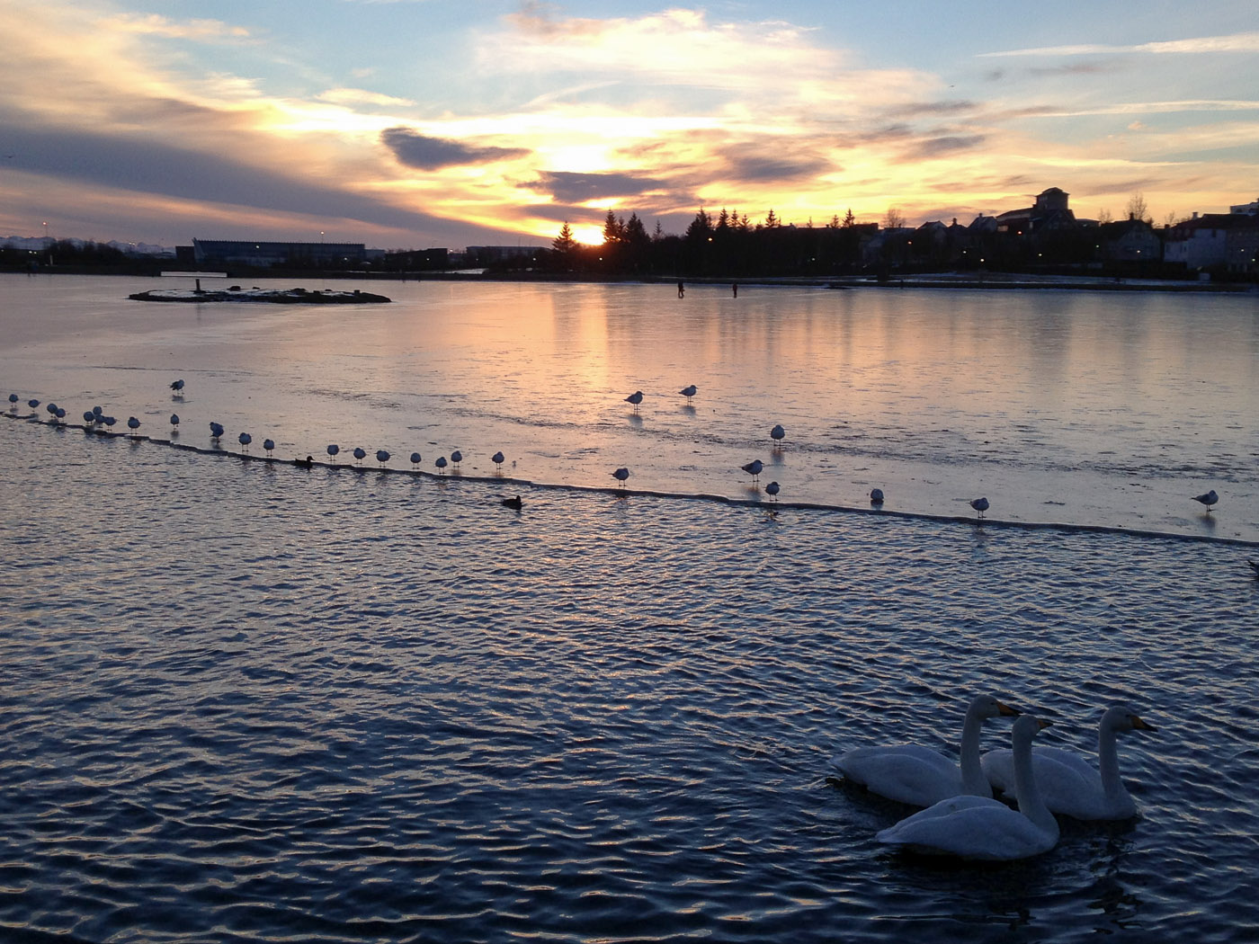 Reykjavík. Miscellaneous LXXII. - Tjörnin lake. II. (1 till 10 January 2014)