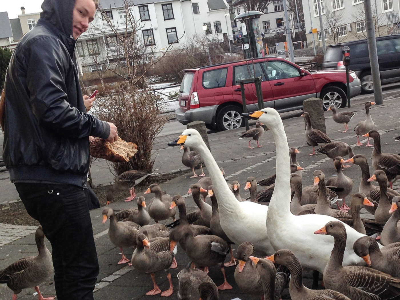 Reykjavík. Miscellaneous LXXIV. - At Tjörnin lake feeding sea birds. (2 till 21 February 2014)