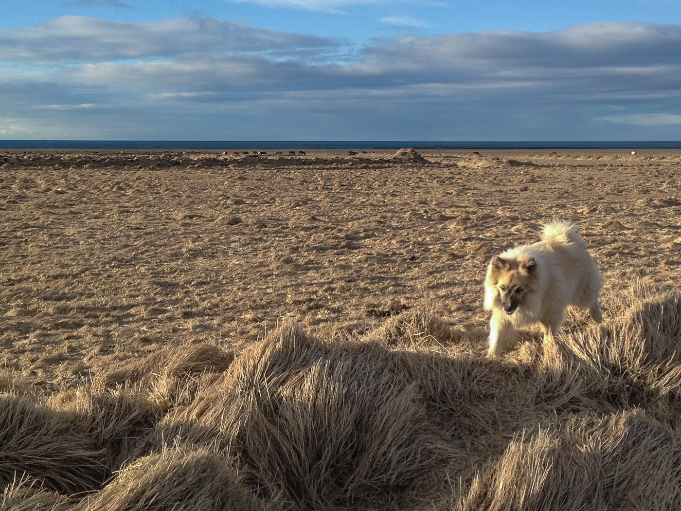 South coast. Driving back to Reykjavík! - Beside Mt. Pétursey. Out for a short hike. Together with this nice dog (an <a href='http://en.wikipedia.org/wiki/Icelandic_Sheepdog' target='_blank' class='linksnormal'>Icelandic Sheepdog</a>). IV. (2 March 2014)