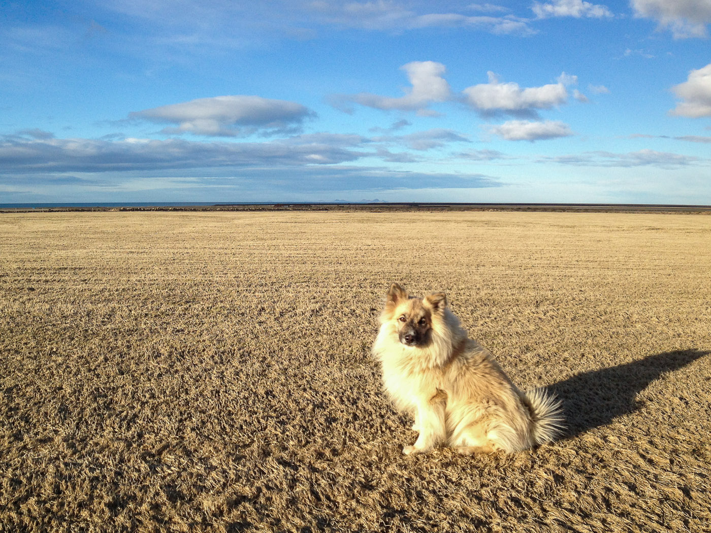 South coast. Driving back to Reykjavík! - Beside Mt. Pétursey. Out for a short hike. Together with this nice dog (an <a href='http://en.wikipedia.org/wiki/Icelandic_Sheepdog' target='_blank' class='linksnormal'>Icelandic Sheepdog</a>). IV. (2 March 2014)