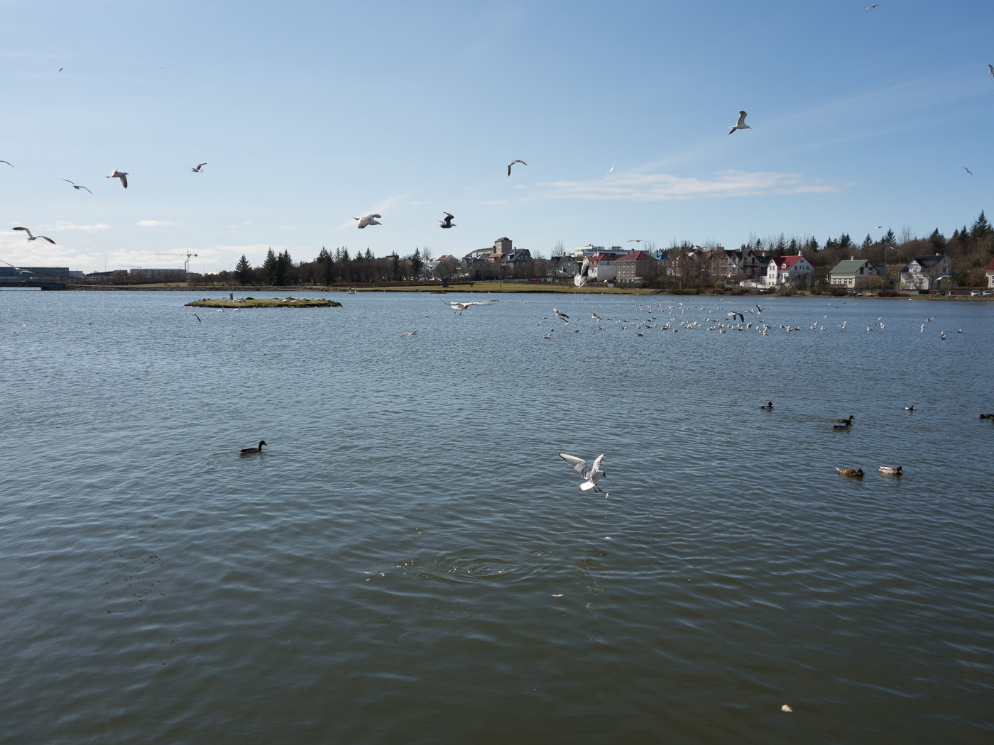 Reykjavík. Miscellaneous LXXVI. - Reykjavík. Tjörnin. (1 till 30 April 2014)