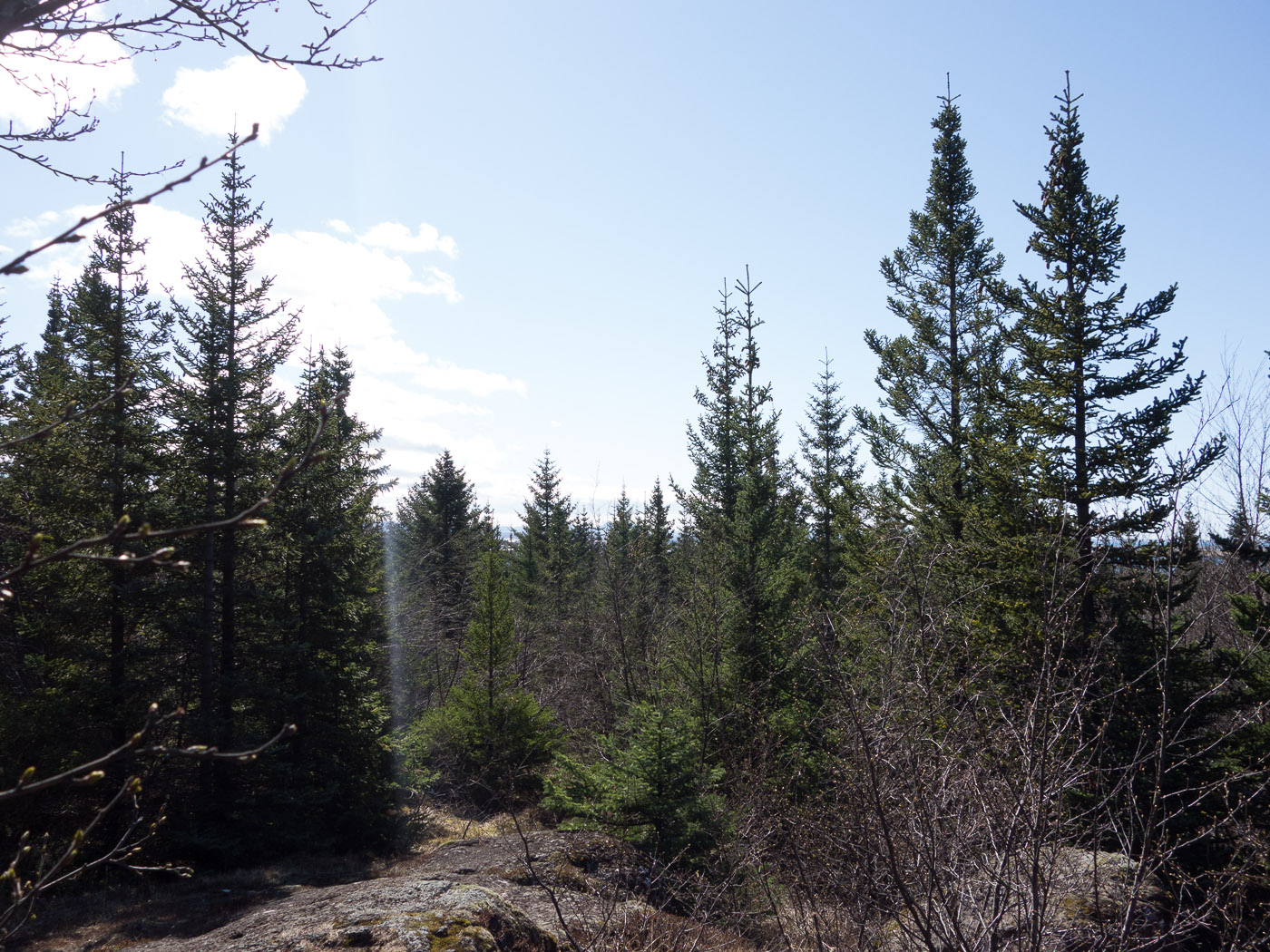 Reykjavík. Miscellaneous LXXVI. - The forest around Perlan. I. (1 till 30 April 2014)