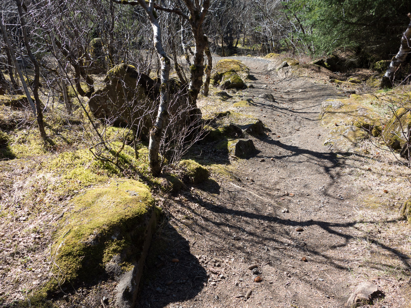 Reykjavík. Miscellaneous LXXVI. - The forest around Perlan. III. (1 till 30 April 2014)