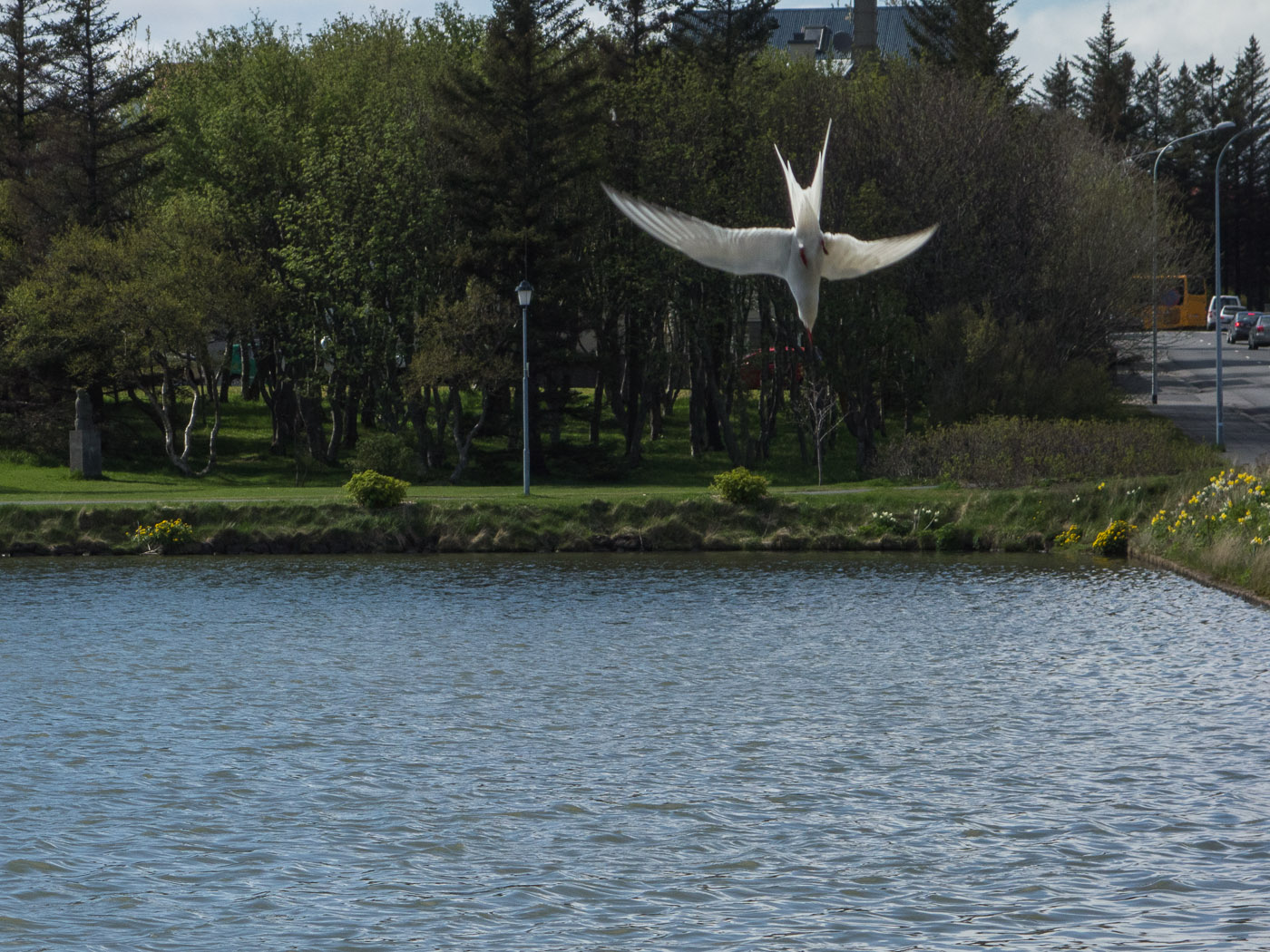 Reykjavík. Miscellaneous LXXVII. - But this is my favorite bird: the Arctic Tern (or Kría). (5 till 16 May 2014)