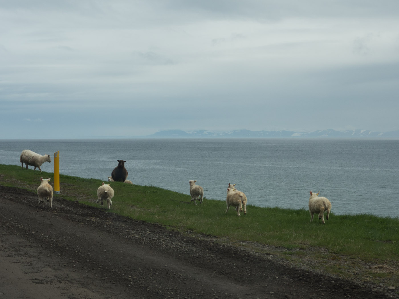 Djúpavík. Week 1. - ... :-) (26 May till 1 June 2014)