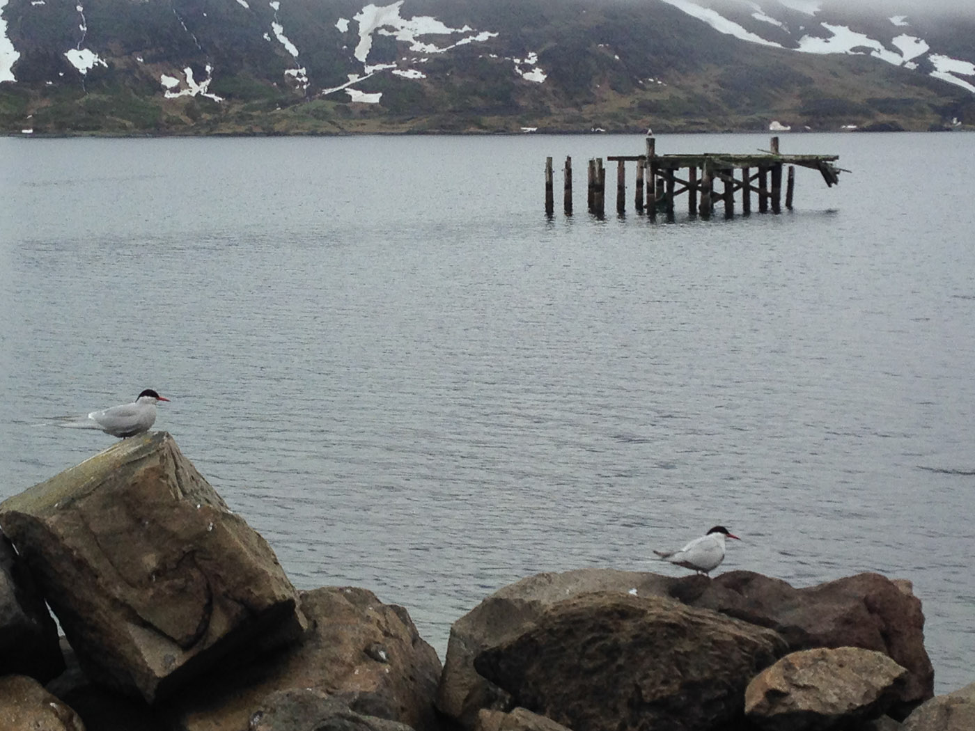 Djúpavík. Week 2. - Arctic Tern birds (Kría). (2 June till 8 June 2014)