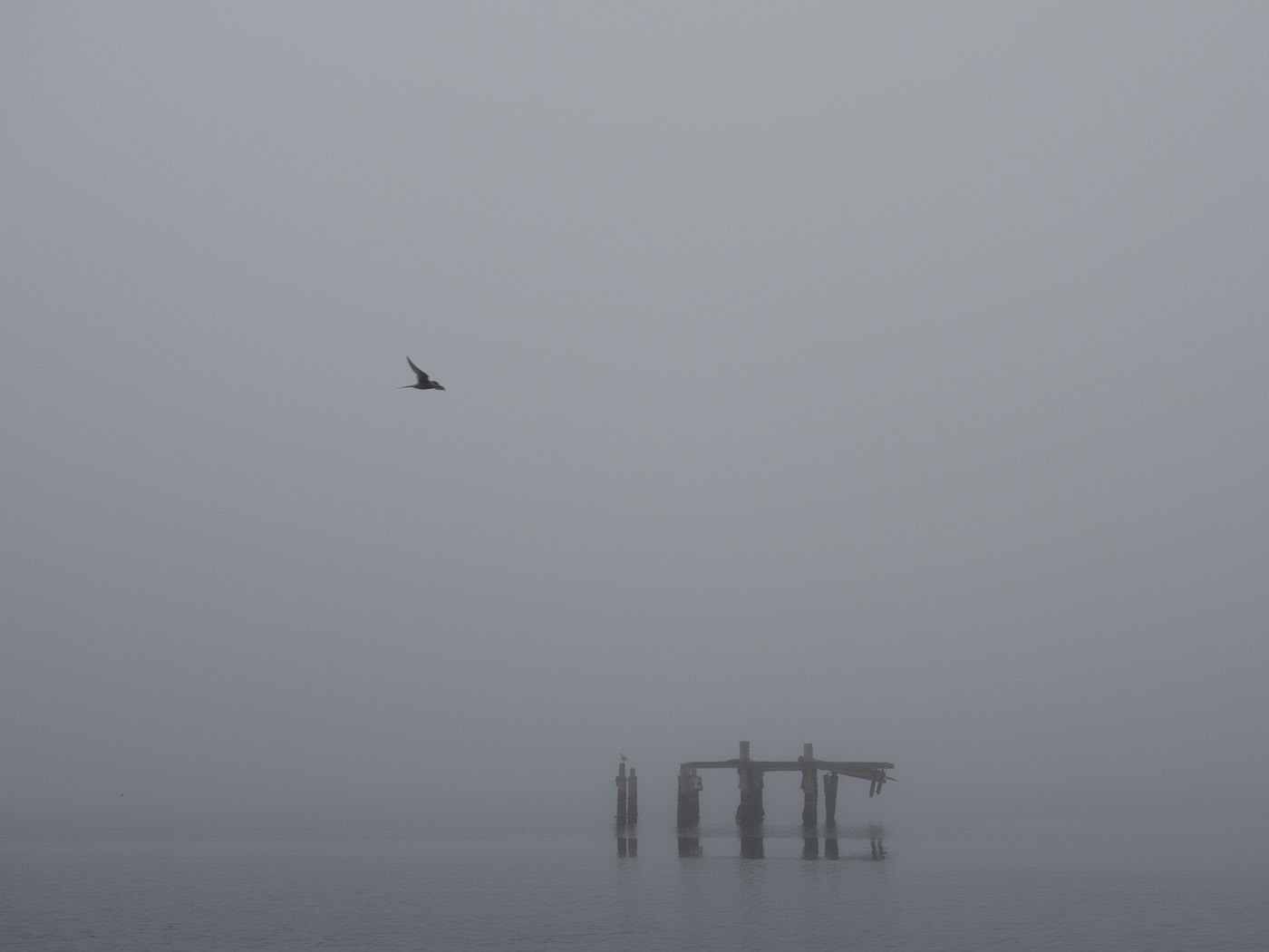 Djúpavík. Week 2. - A foggy (and sunny also) week. V.  (2 June till 8 June 2014)