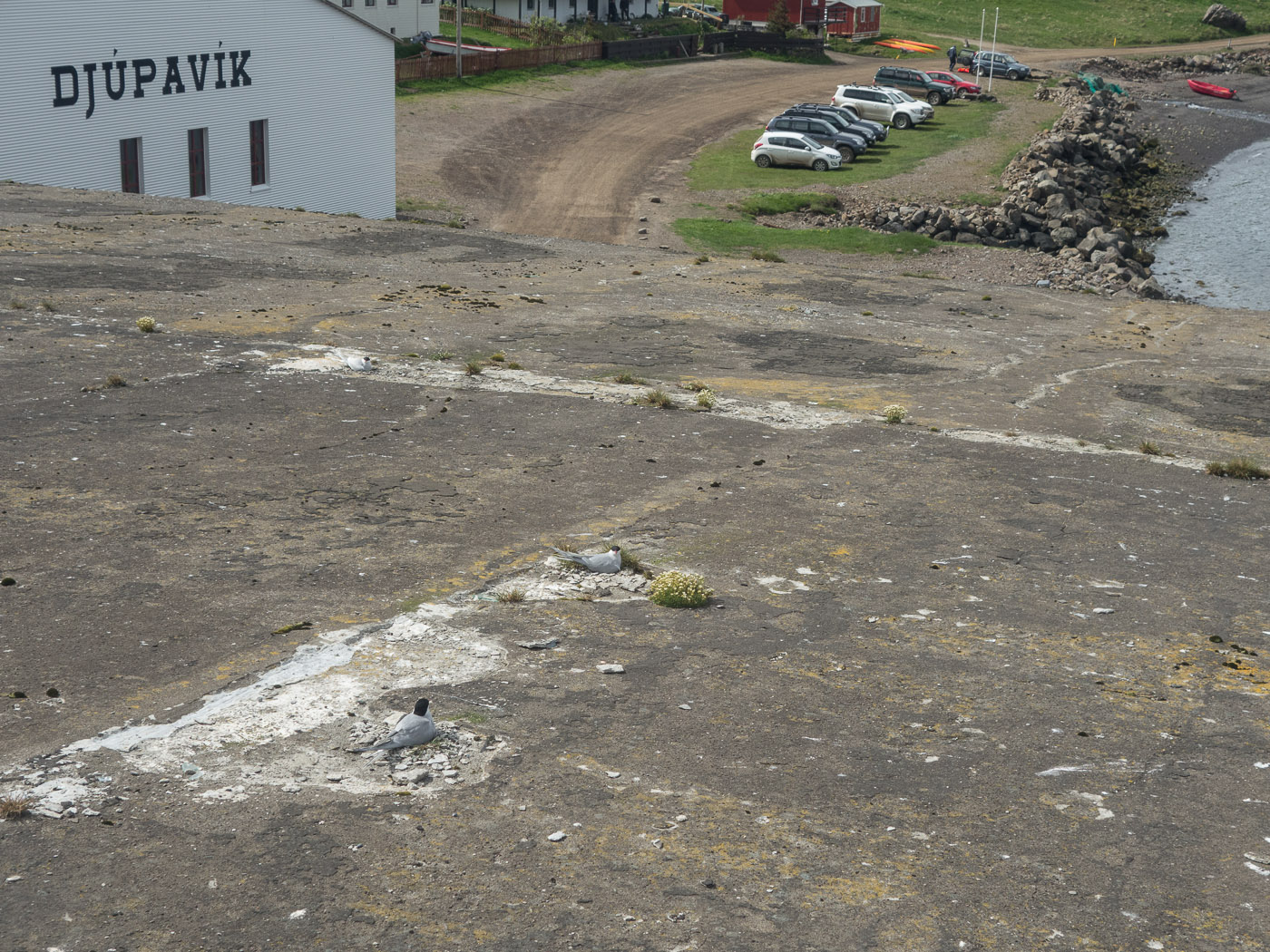 Djúpavík. Week 3. - Krías on the roof of the factory :-). IV. (9 June till 15 June 2014)