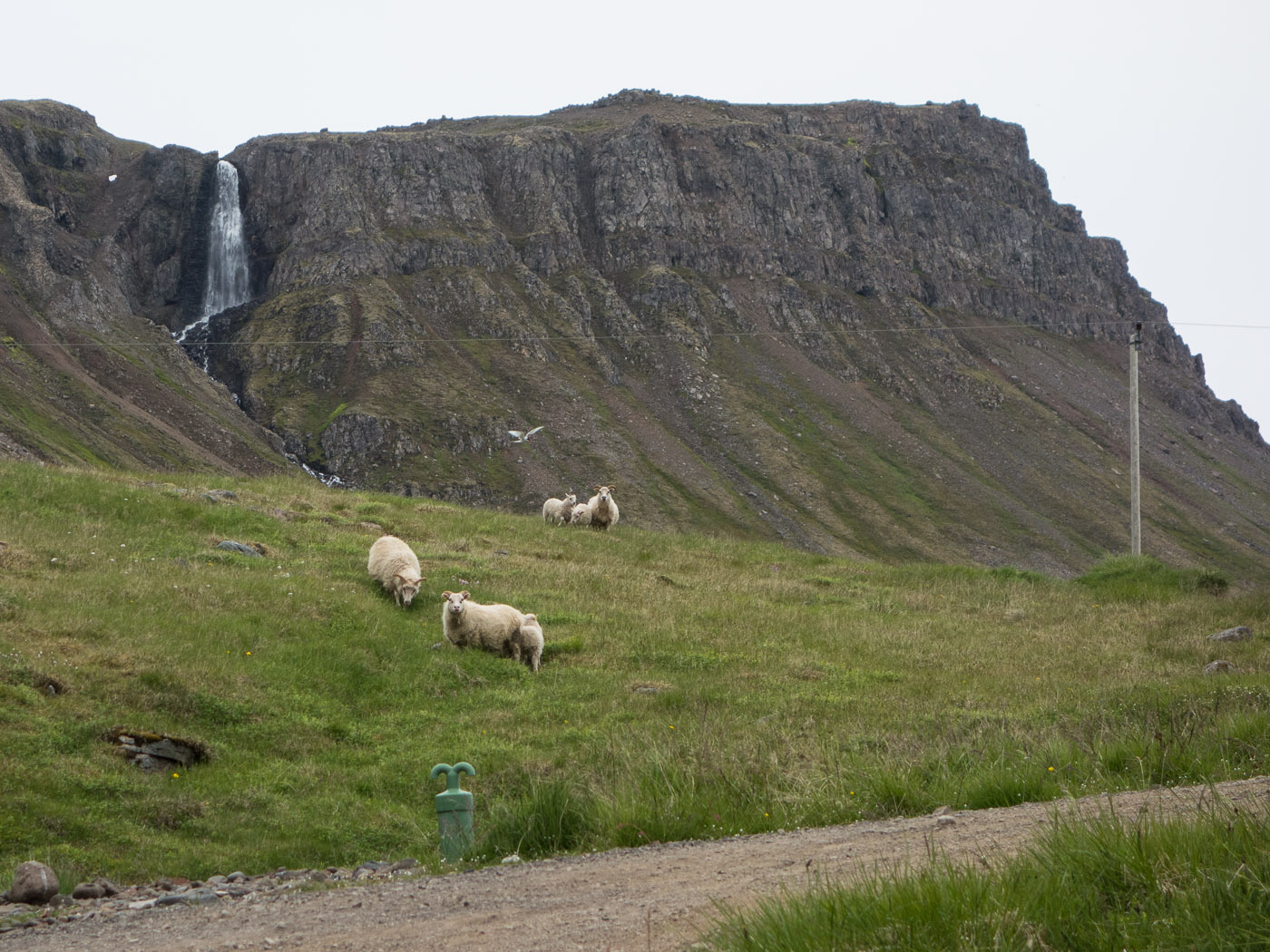 Djúpavík. Week 5. - . (23 June till 29 June 2014)