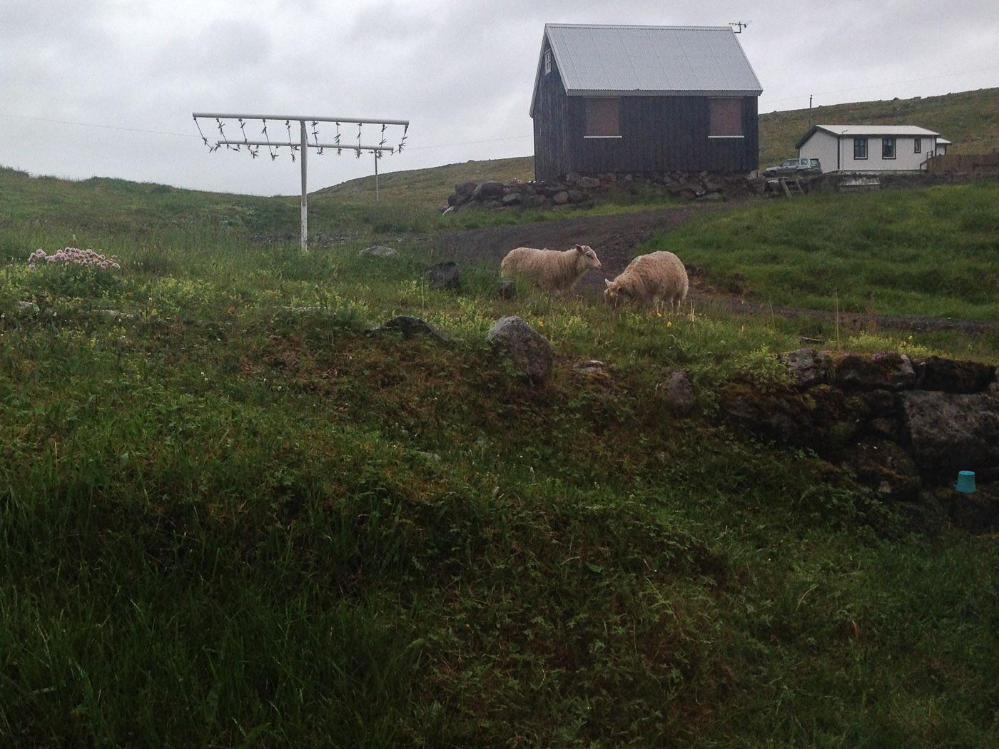 Djúpavík. Week 6. - Sheep! Já! (30 June till 6 July 2014)