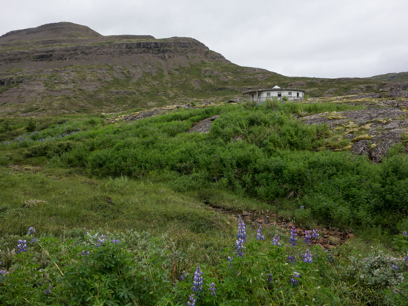 Heydalur (Djúpavík). Week 8. - No, not Djúpavík but Heydalur. We spent two days at Heydalur, a nice valley further west (beside the road to Ísafjörður). Now some pictures I took during a hike ... I. (14 till 19 July 2014)