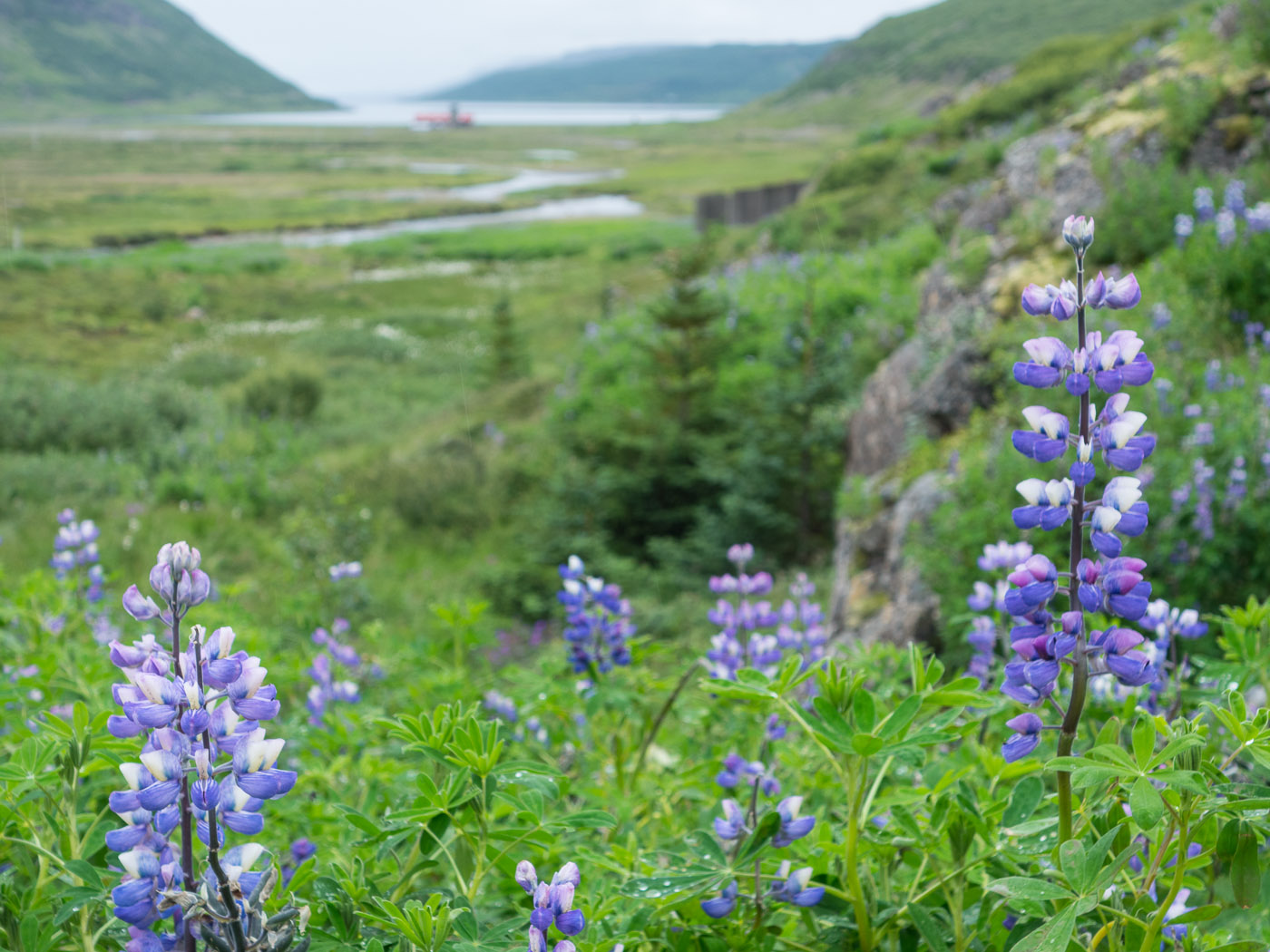 Heydalur (Djúpavík). Week 8. - Húsadalur (Heydalur). Hiking ... II. (14 till 19 July 2014)