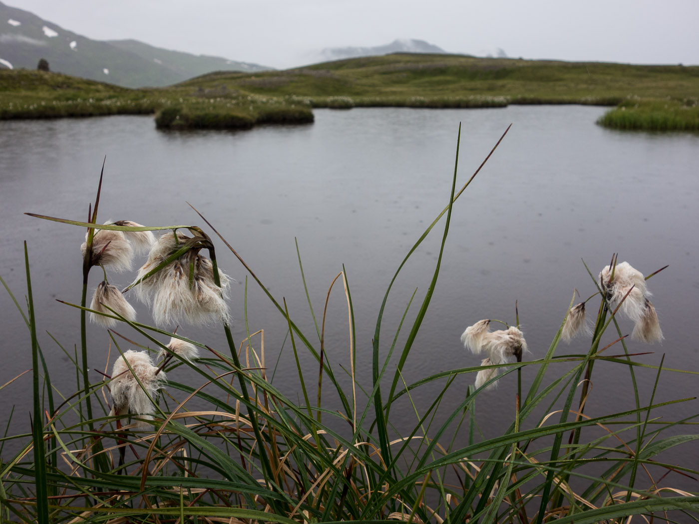 Djúpavík. Week 8. - Near Djúpavík. (14 till 19 July 2014)