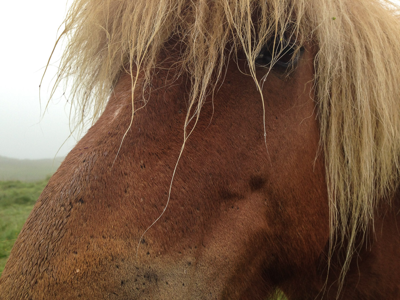 Northern Iceland - Hvammstangi - Svarfaðardalur. On vacation. - Around Vatsnes. VI. And horses ... (20 July 2014)