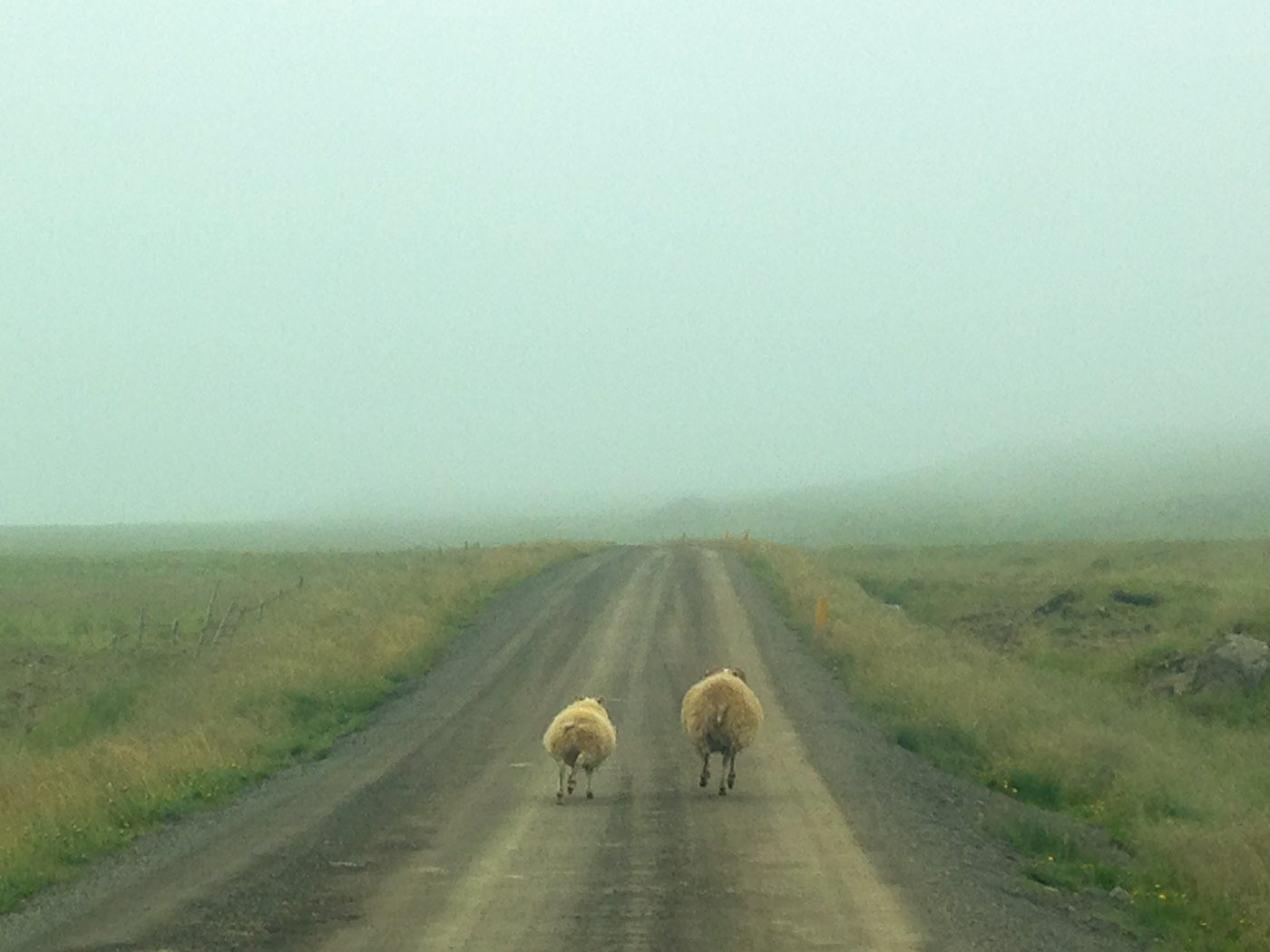 Northern Iceland - Hvammstangi - Svarfaðardalur. On vacation. - Around Vatsnes. VIII. And (running) sheep ... (20 July 2014)