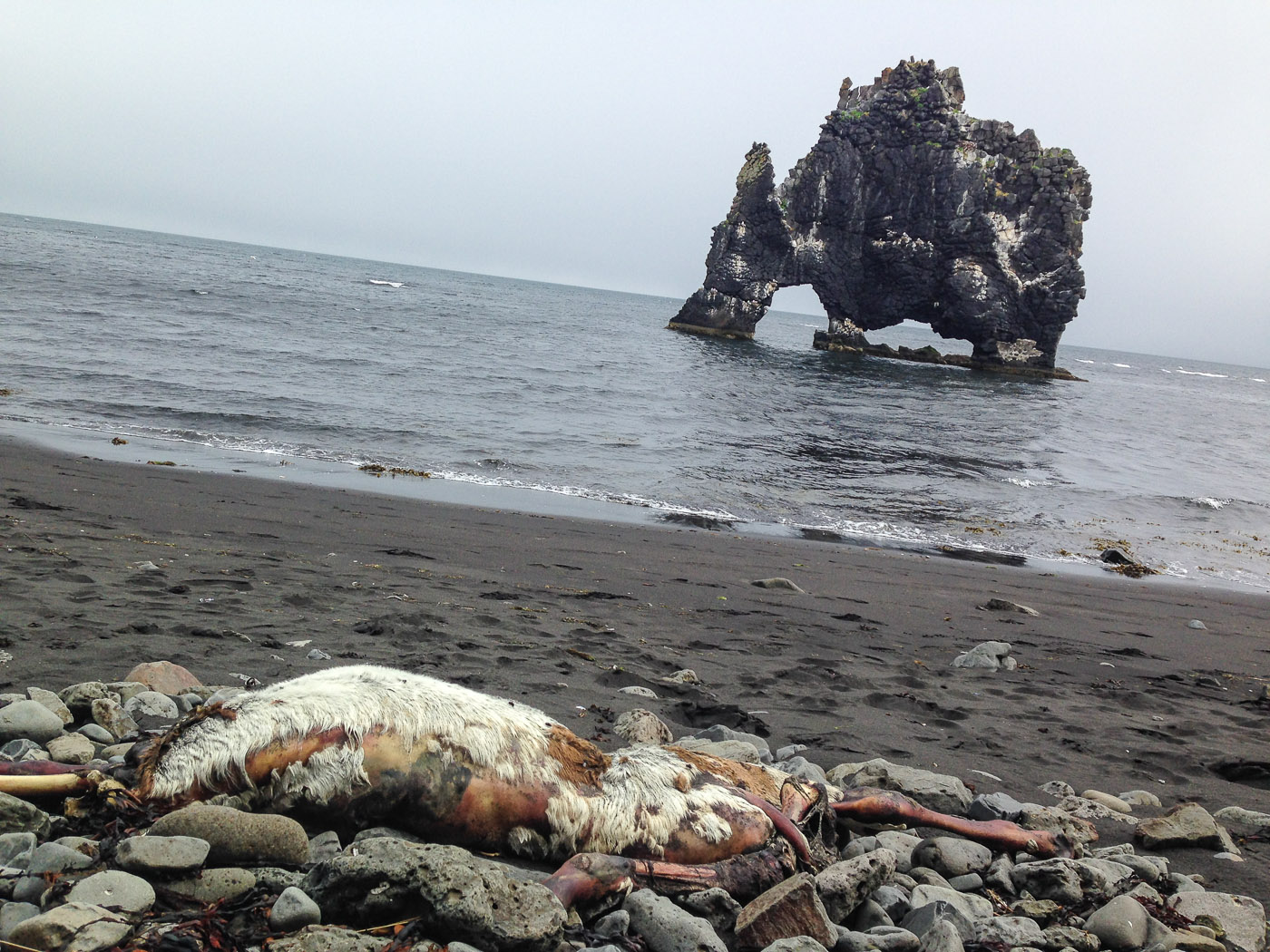 Northern Iceland - Hvammstangi - Svarfaðardalur. On vacation. - Around Vatsnes. IX. And a dead sheep (and Hvítserkur) ... (20 July 2014)