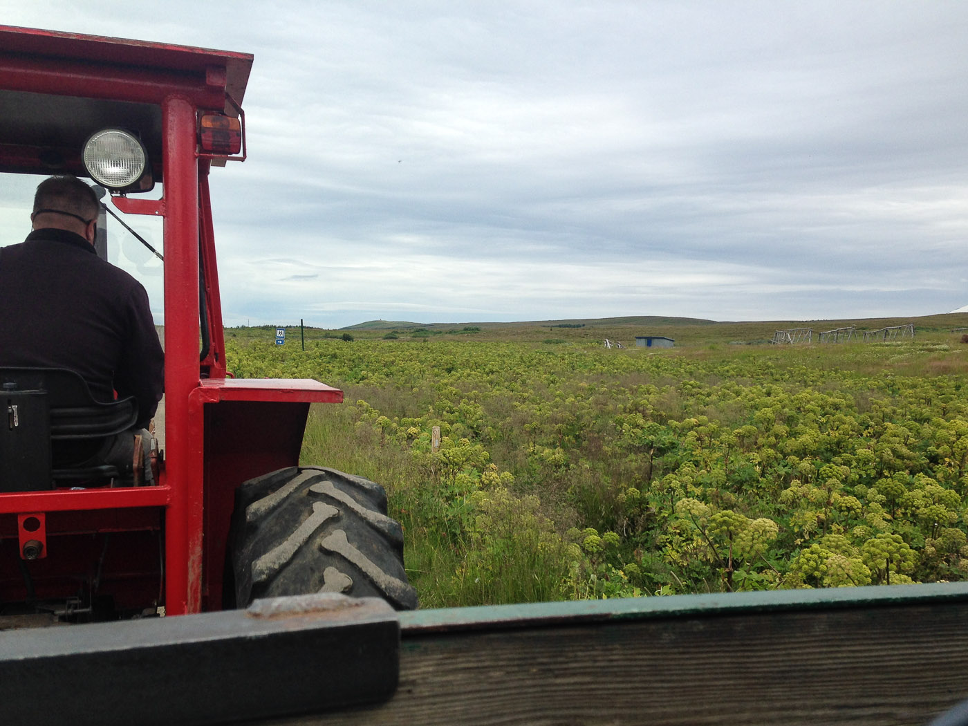 Northern Iceland - Hrísey island. On vacation. - <a href='http://www.hrisey.net/en/' target='_blank' class='linksnormal'>Hrísey</a>. Já! (22 July 2014)