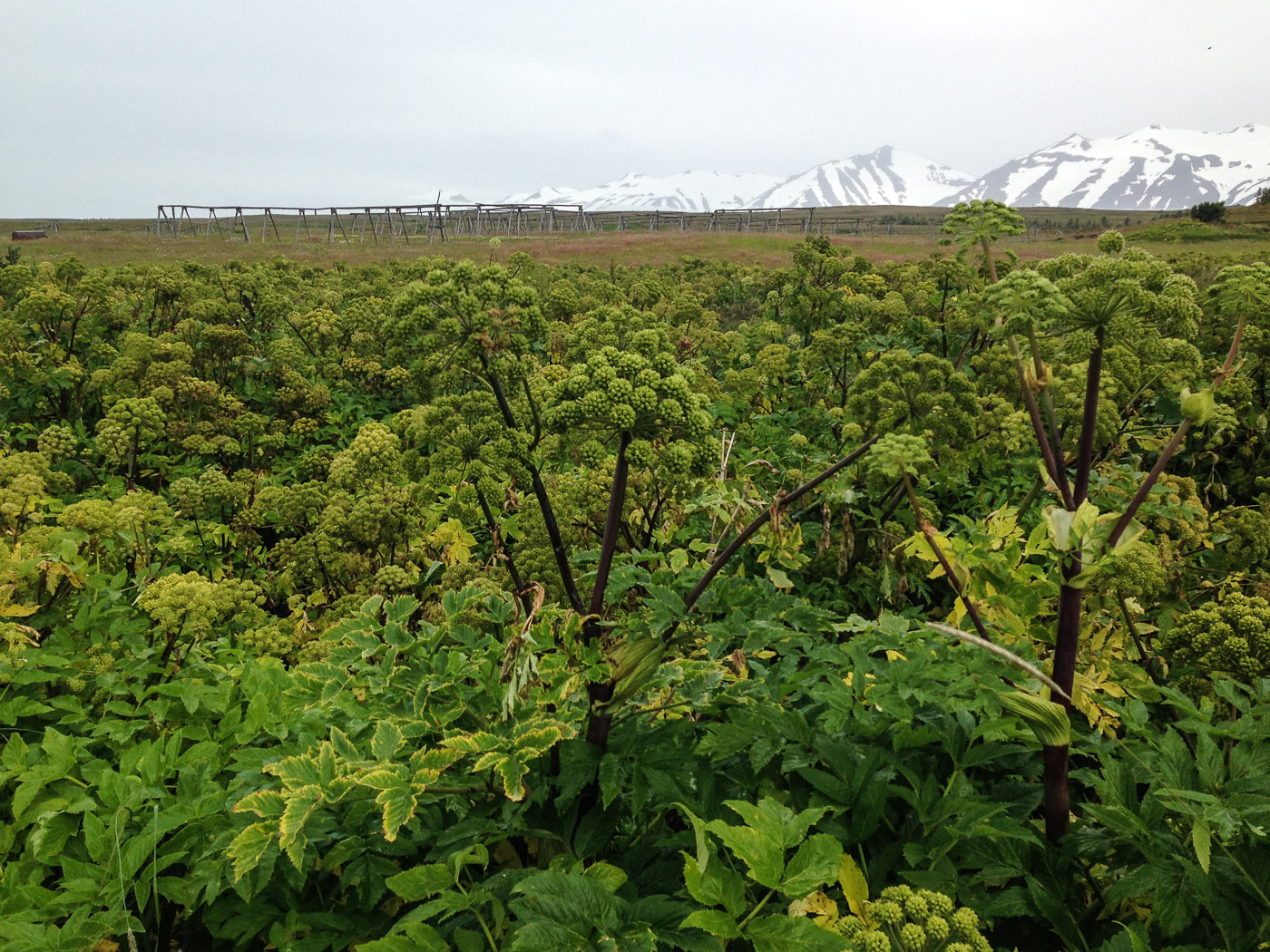 Northern Iceland - Hrísey island. On vacation. - <a href='http://www.hrisey.net/en/' target='_blank' class='linksnormal'>Hrísey</a>. (22 July 2014)