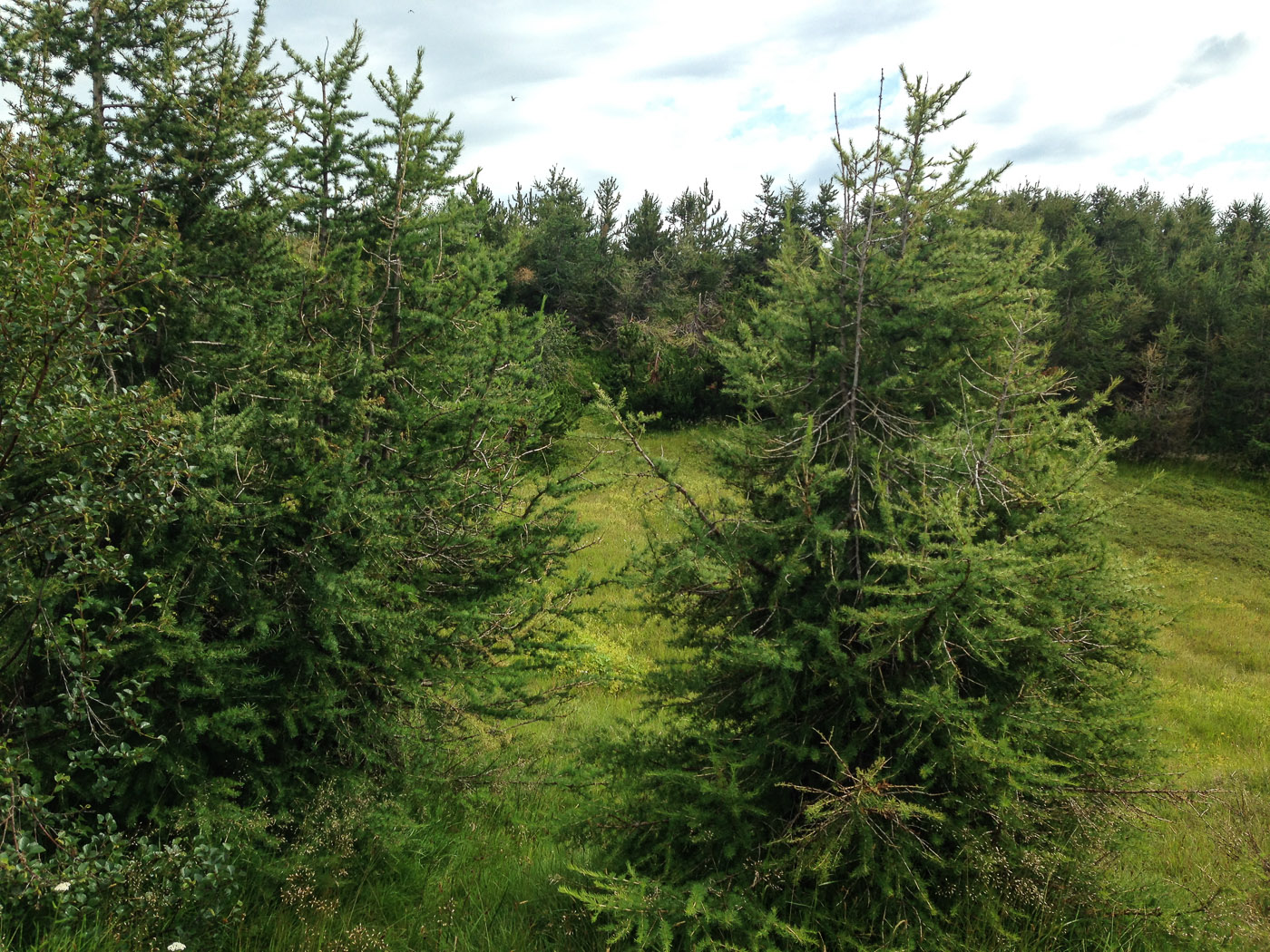 Northern Iceland - Hrísey island. On vacation. - <a href='http://www.hrisey.net/en/' target='_blank' class='linksnormal'>Hrísey</a>. Surprised to see so many trees! (22 July 2014)