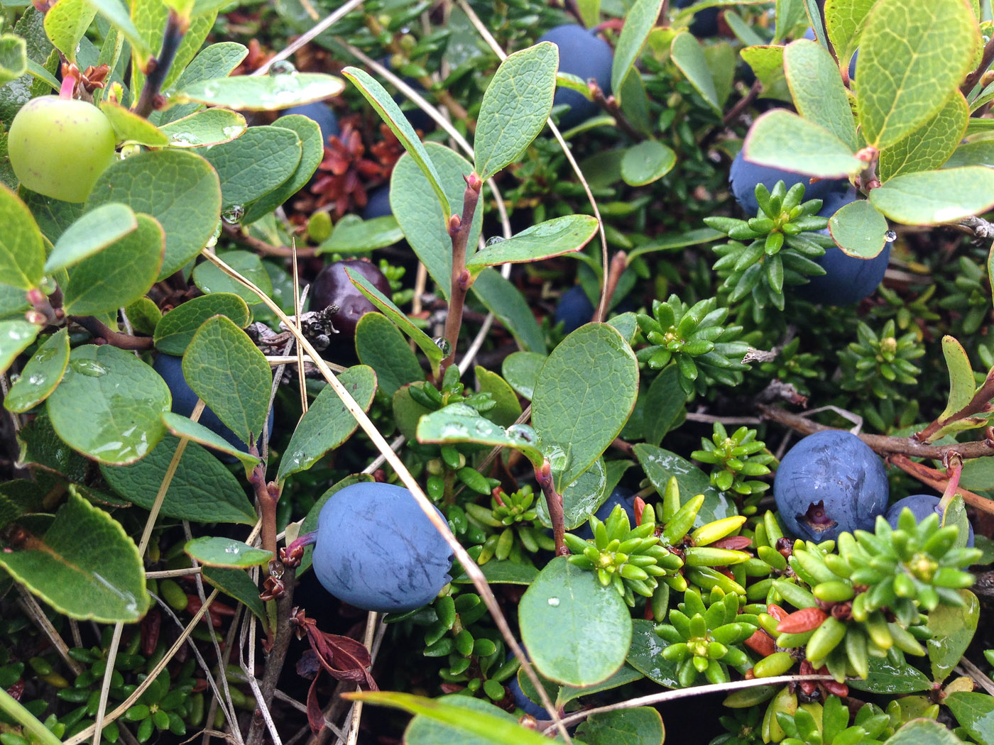 Northern Iceland - Hrísey island. On vacation. - <a href='http://www.hrisey.net/en/' target='_blank' class='linksnormal'>Hrísey</a>. Blueberries! (22 July 2014)