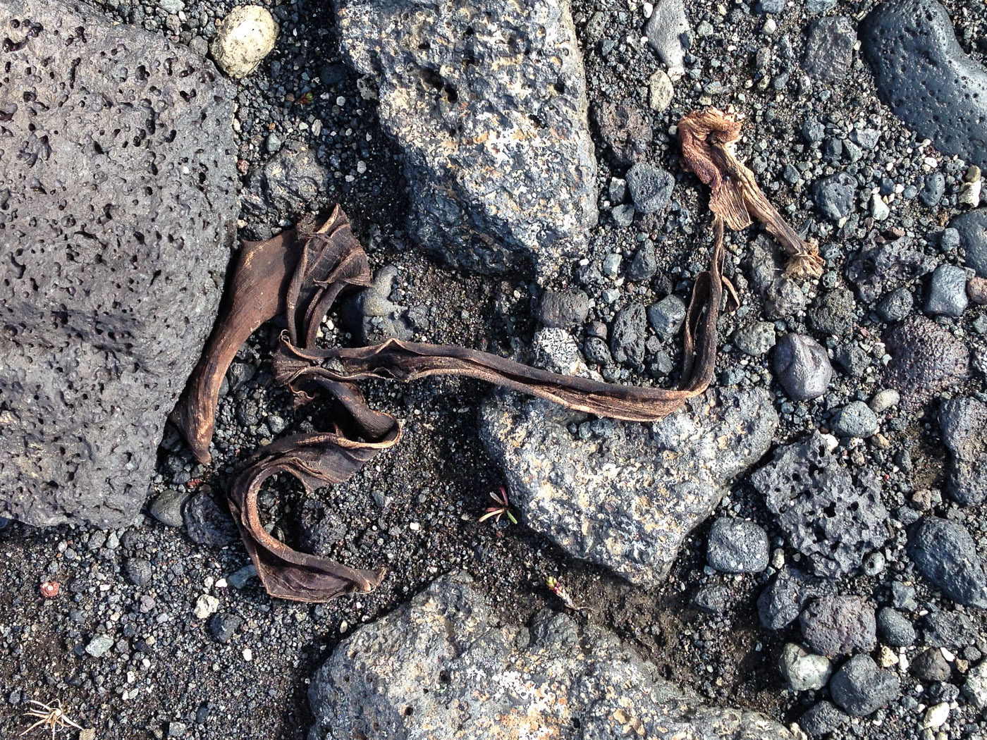 Northern Iceland - On the way to Askja. On vacation. - Argh - rest of a banana skin! Please throw away banana or citrus-fruit skins to normal trash and NOT to nature - it takes much too long to 'disappear' (specially at this location). (24 July 2014)