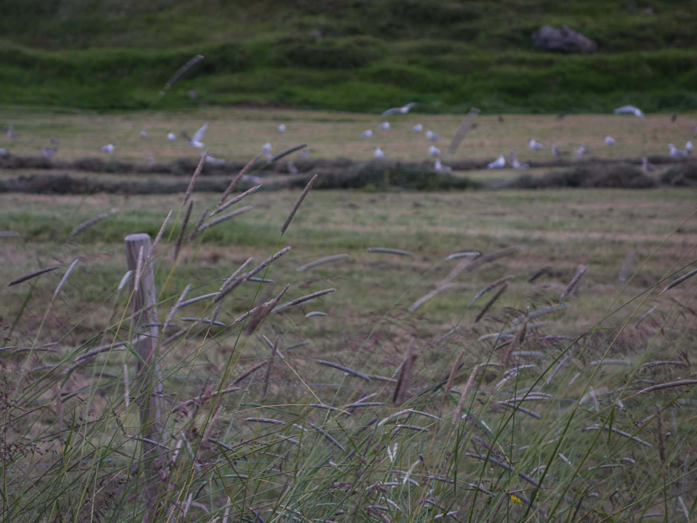 Northern Iceland - Back to Svarfaðardalur. On vacation. - ... back in paradise 'Svarfaðardalur'. (25 July 2014)