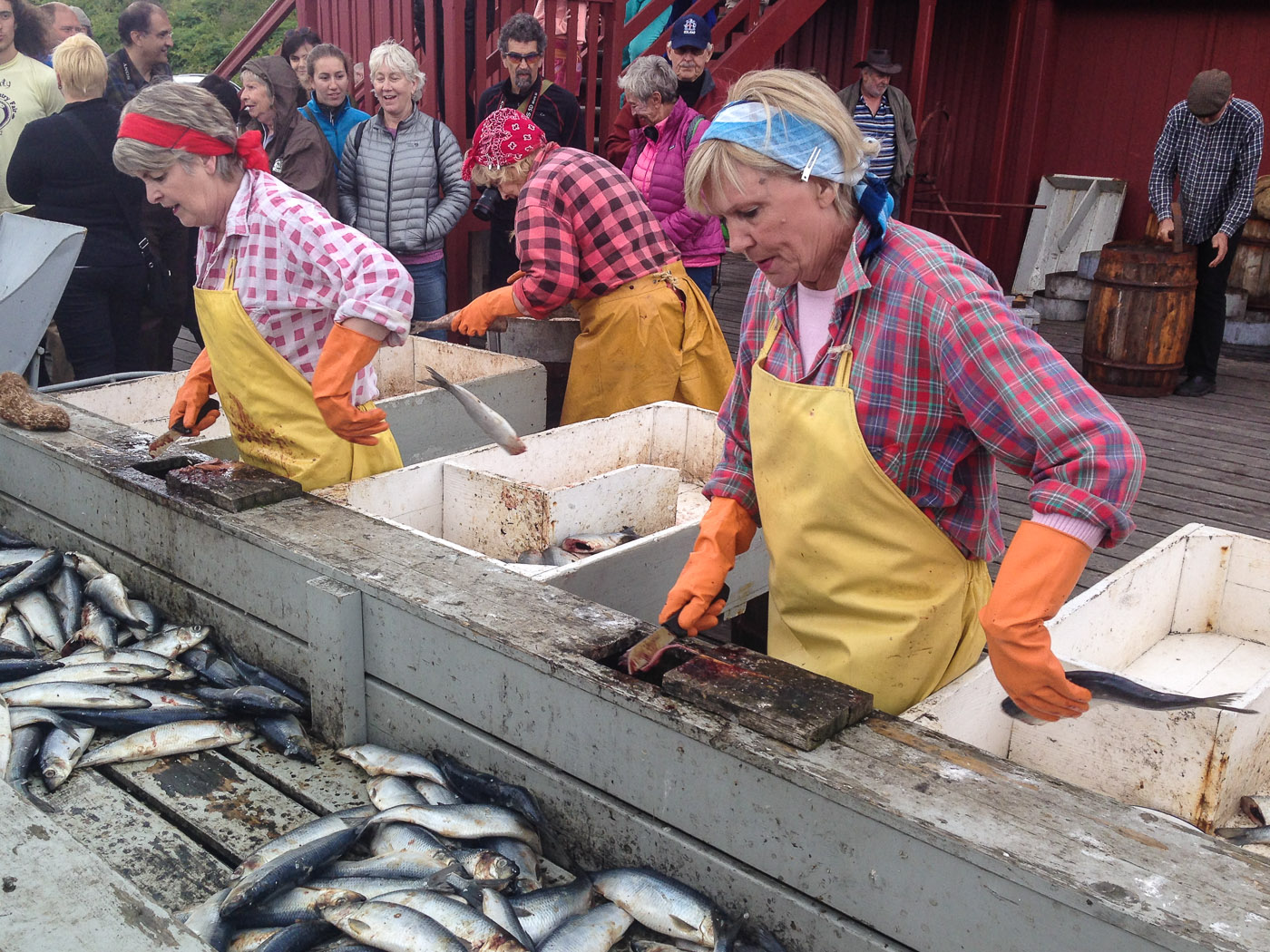 Northern Iceland - Herring and sunset. On vacation. - <a href='http://www.sild.is/en' target='_blank' class='linksnormal'>Herring Museum</a> in Siglufjörður - a short play about salting herring :-). I. (26 July 2014)