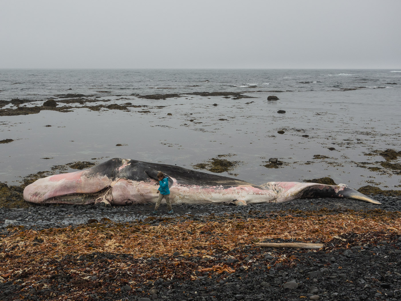 Djúpavík. Week 10. - A whale (dead, of course), beached, near Trékýllisvík (more about it <a href='http://icelandreview.com/news/2014/08/05/beached-whale-icelands-west-fjords' target='_blank' class='linksnormal'>here</a>). I. (4 till 10 August 2014)