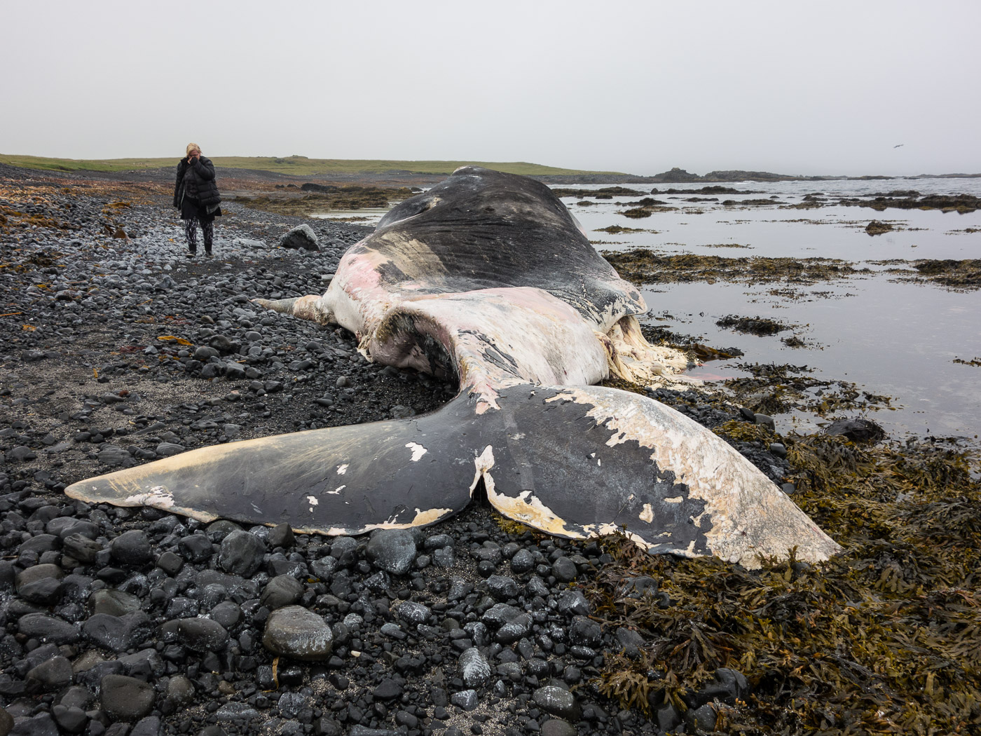 Djúpavík. Week 10. - A whale (dead, of course), beached, near Trékýllisvík (more about it <a href='http://icelandreview.com/news/2014/08/05/beached-whale-icelands-west-fjords' target='_blank' class='linksnormal'>here</a>). II. (4 till 10 August 2014)