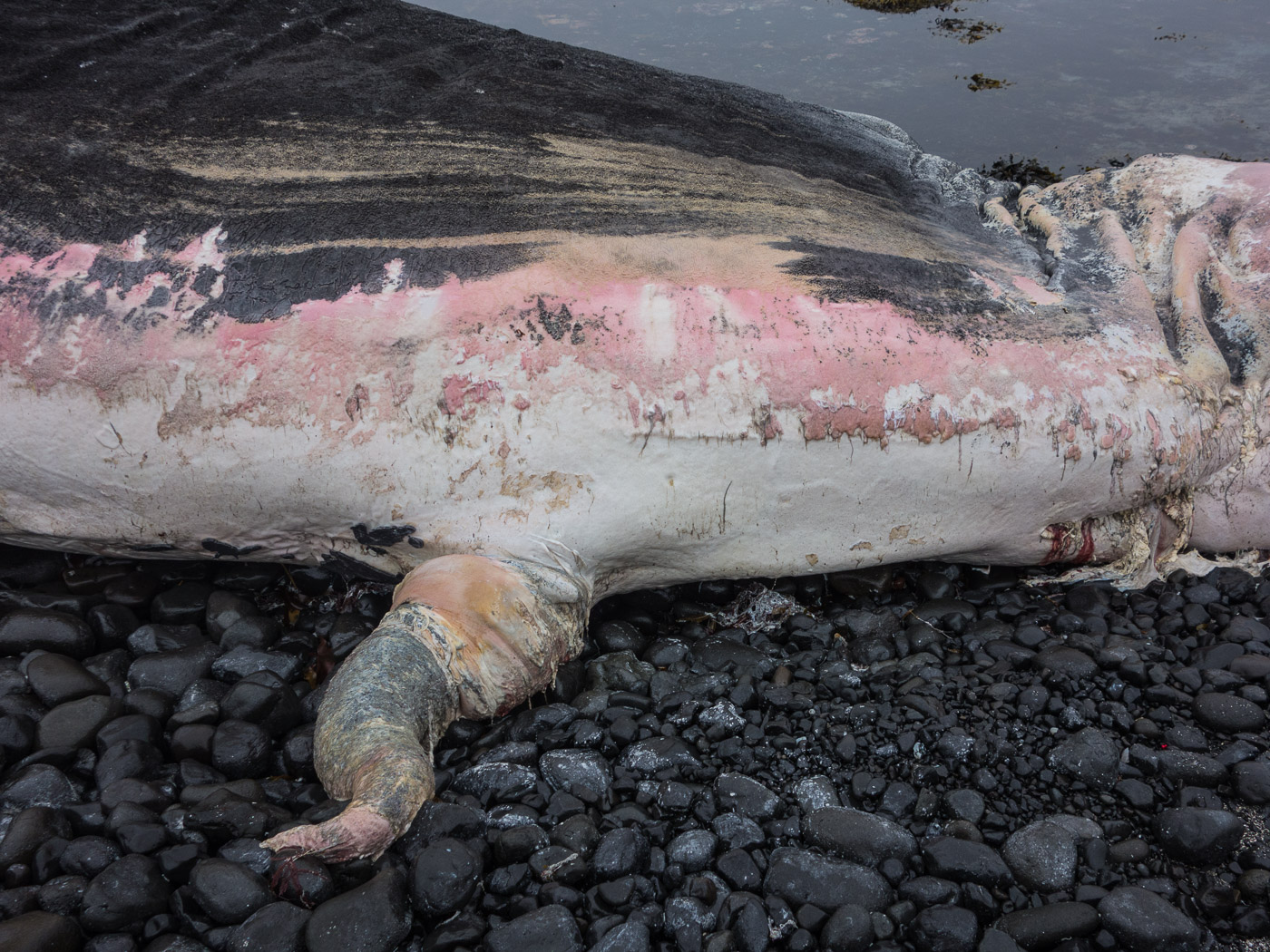 Djúpavík. Week 10. - A whale (dead, of course), beached, near Trékýllisvík (more about it <a href='http://icelandreview.com/news/2014/08/05/beached-whale-icelands-west-fjords' target='_blank' class='linksnormal'>here</a>). III. (4 till 10 August 2014)