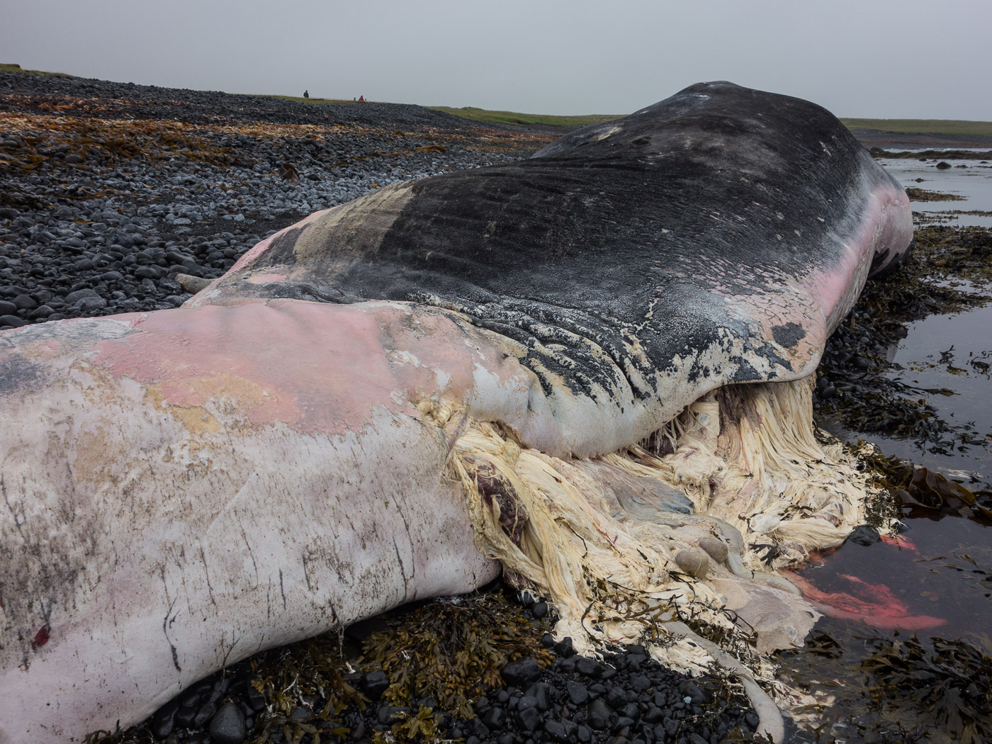 Djúpavík. Week 10. - A whale (dead, of course), beached, near Trékýllisvík (more about it <a href='http://icelandreview.com/news/2014/08/05/beached-whale-icelands-west-fjords' target='_blank' class='linksnormal'>here</a>). IV. (4 till 10 August 2014)