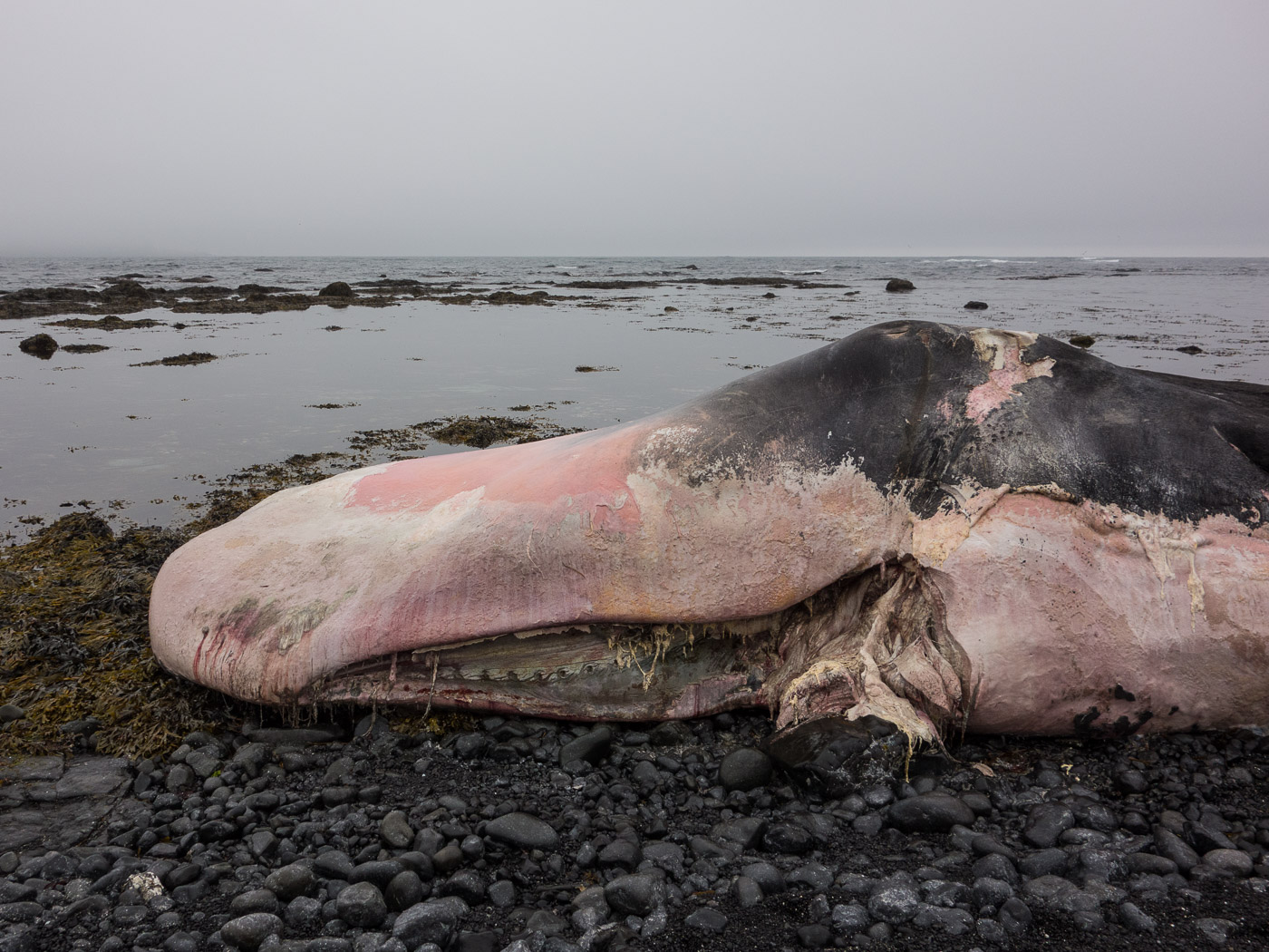 Djúpavík. Week 10. - A whale (dead, of course), beached, near Trékýllisvík (more about it <a href='http://icelandreview.com/news/2014/08/05/beached-whale-icelands-west-fjords' target='_blank' class='linksnormal'>here</a>). V. (4 till 10 August 2014)