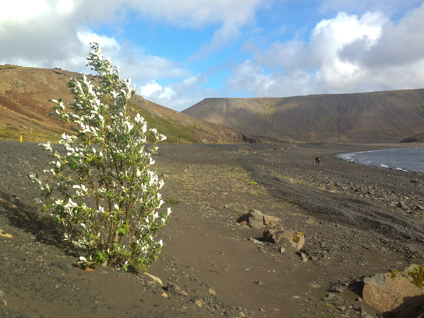 Kleifarvatn and Krýsuvík and Seltún. - The only (or lonely) tree at Kleifarvatn. (12 September 2014)