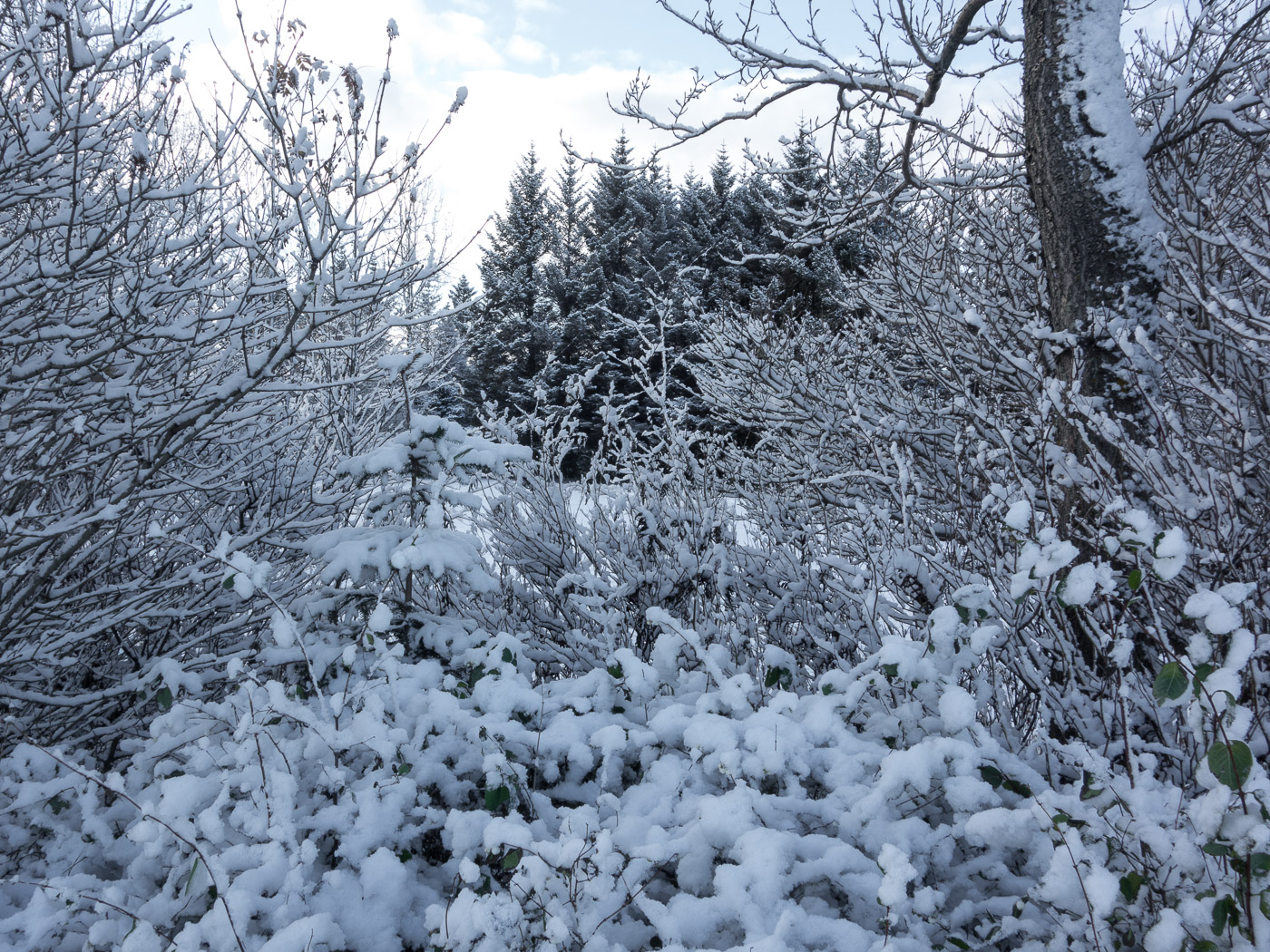 Reykjavík. Snow, a lot of snow. - Klambratún. II. (21 October 2014)