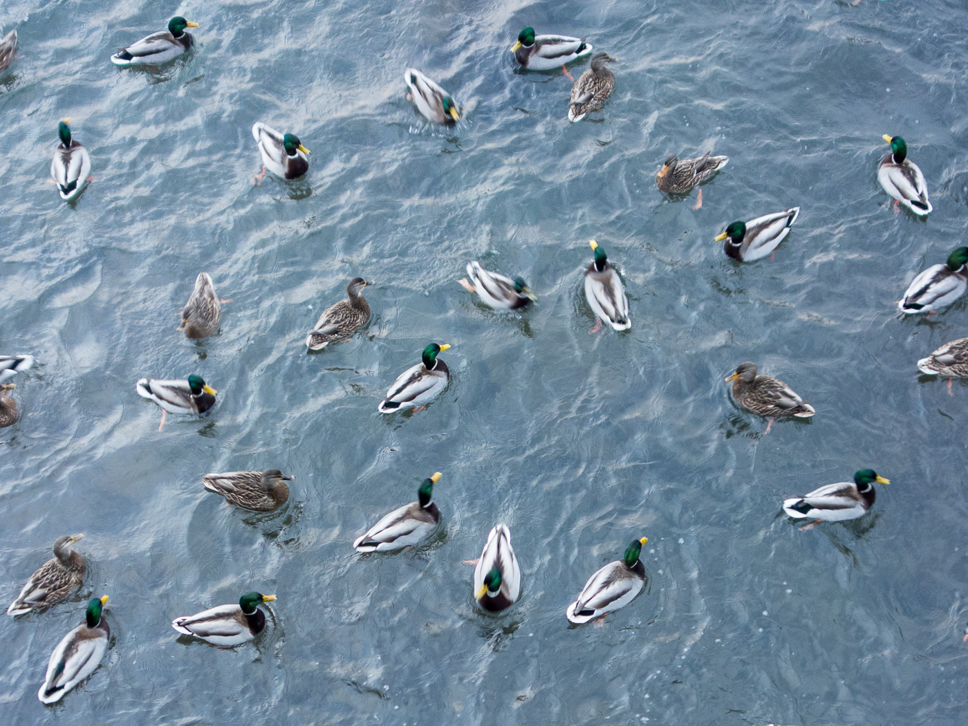 Reykjavík. Elliðaárstítla, and ducks. - I. (30 December 2014)