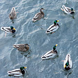30 December 2014 – Reykjavík. Elliðaárstítla, and ducks. (6 pictures)