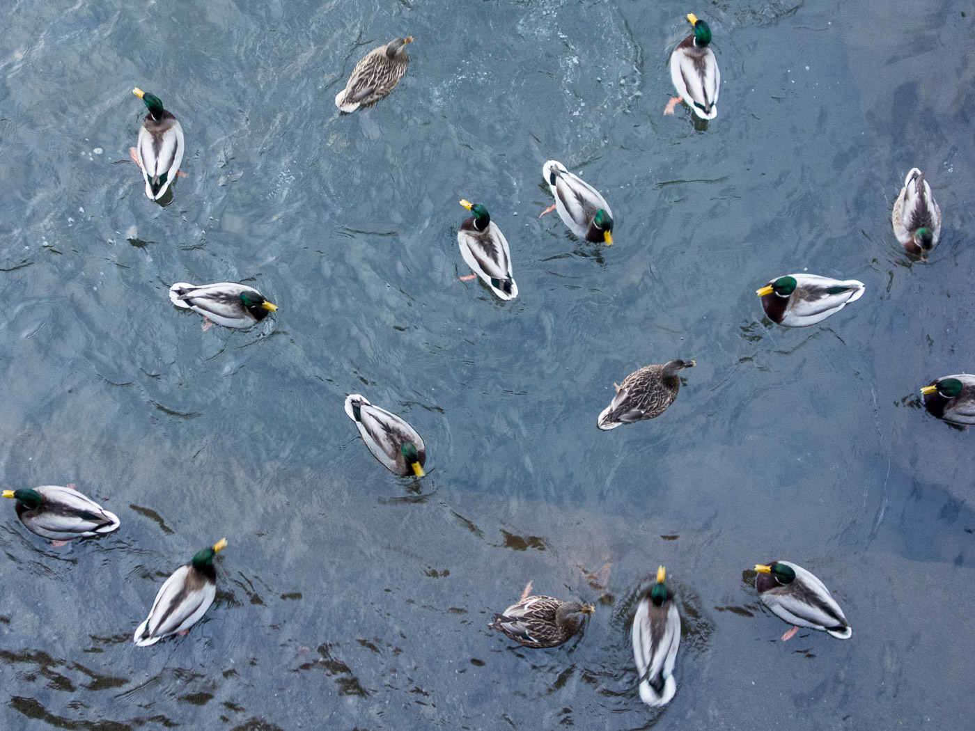 Reykjavík. Elliðaárstítla, and ducks. - II. (30 December 2014)