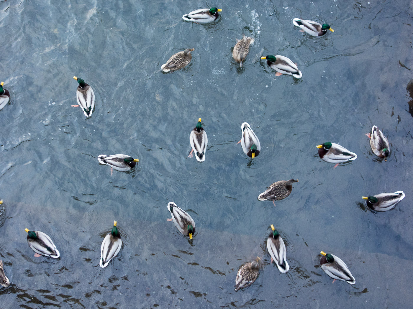 Reykjavík. Elliðaárstítla, and ducks. - III. (30 December 2014)