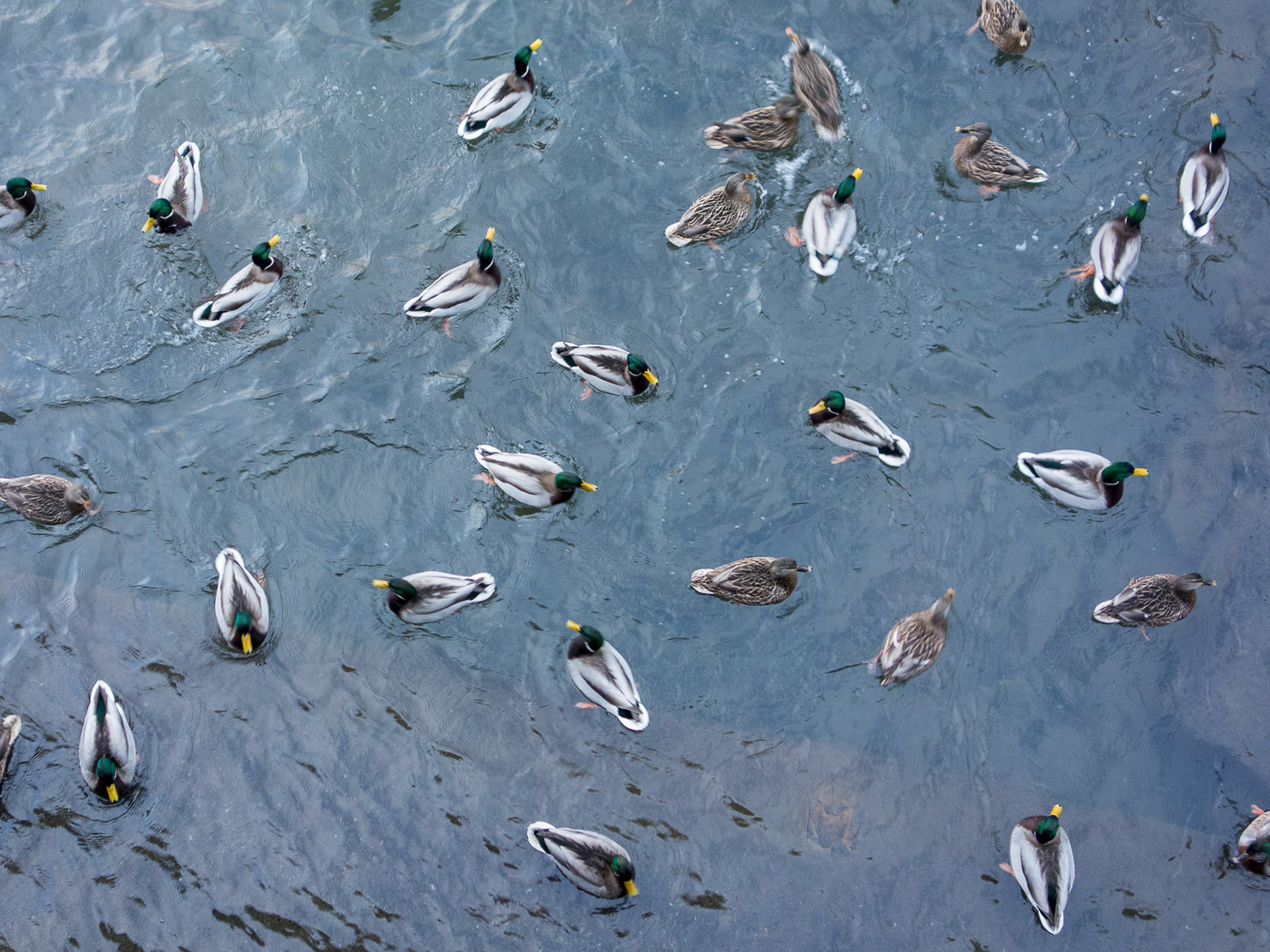 Reykjavík. Elliðaárstítla, and ducks. - IV. (30 December 2014)