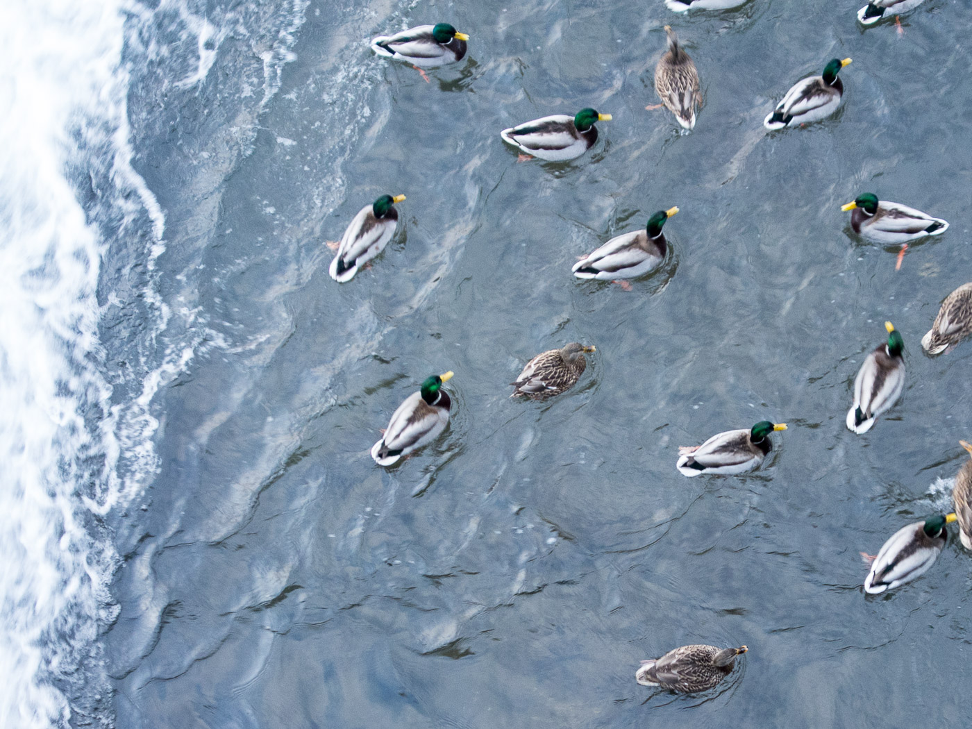 Reykjavík. Elliðaárstítla, and ducks. - IV. (30 December 2014)