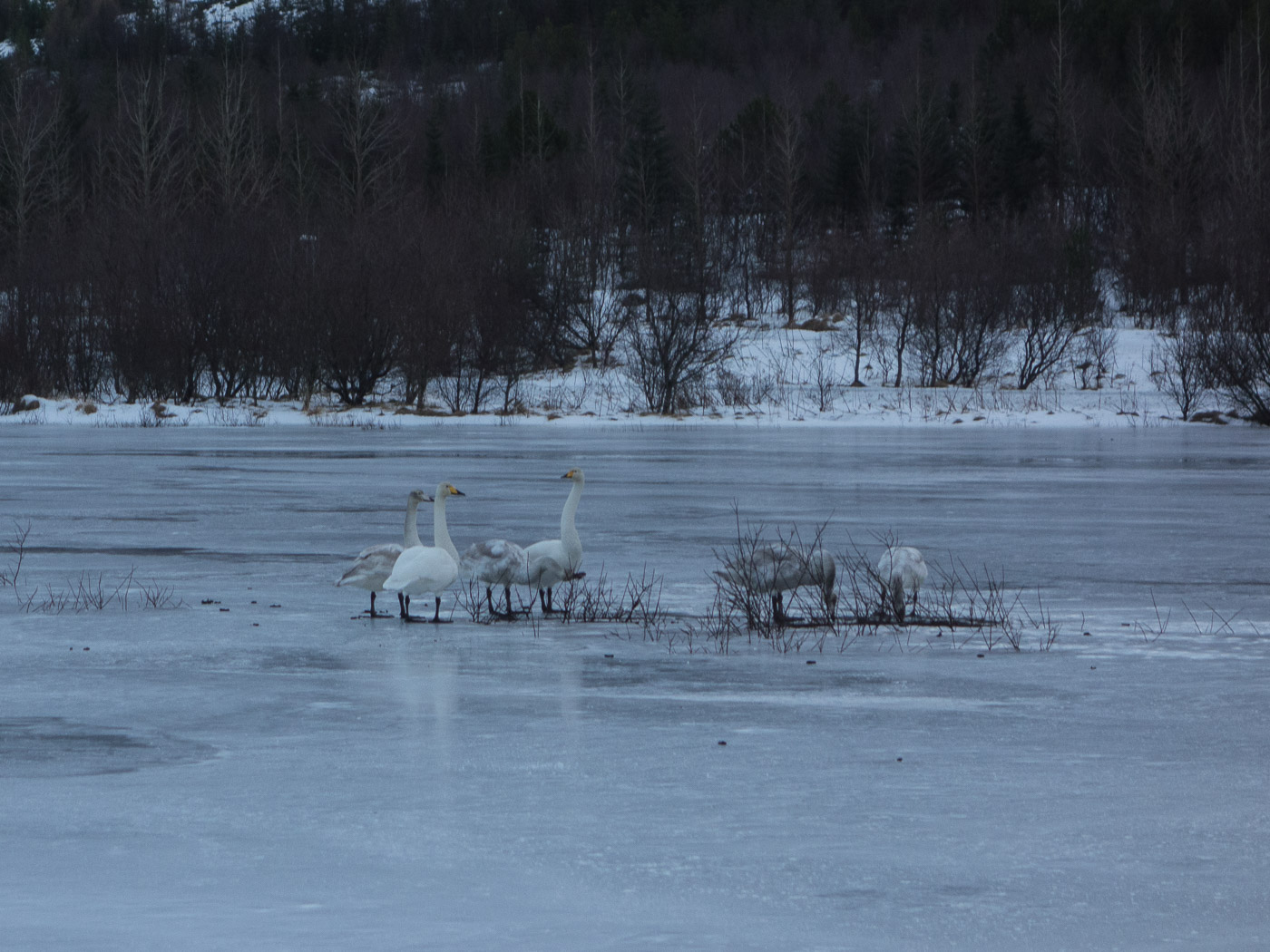 Reykjavík. A month in snow and ice. - XXIII. (3 till 30 December 2014)