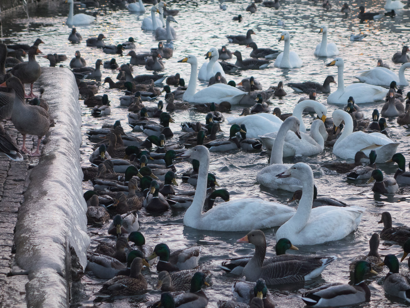 Reykjavík. Miscellaneous LXXXII. - Tjörnin lake. (4 till 31 December 2014)