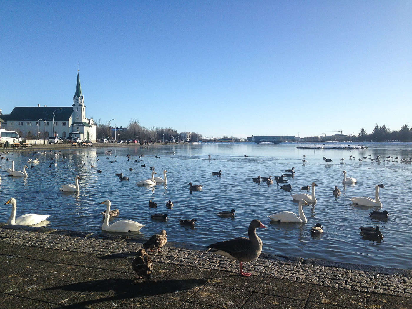 Reykjavík. Miscellaneous LXXXV. - March - winter to spring, but in very short steps ... (8 till 31 March 2015)