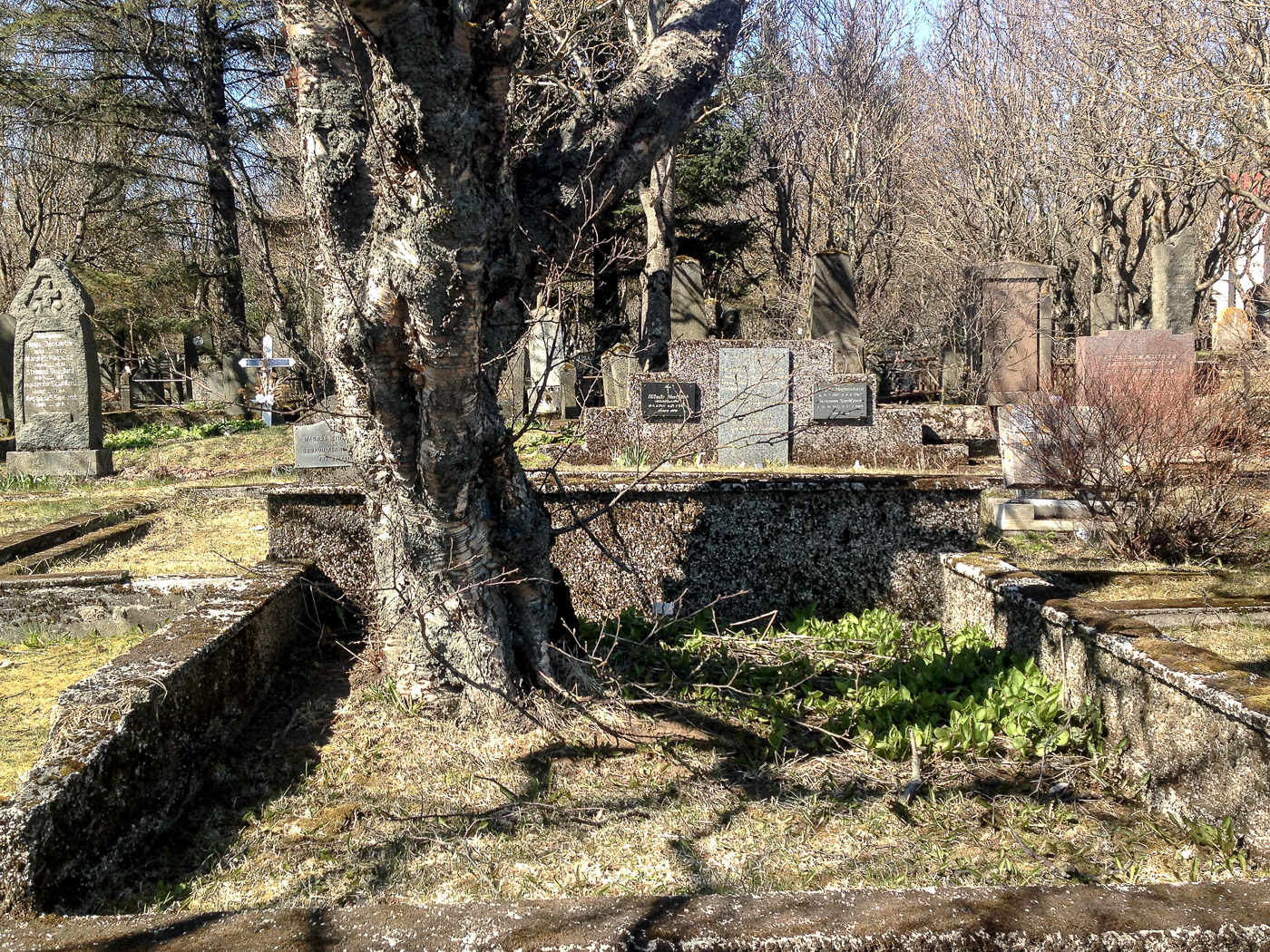 Reykjavík. Miscellaneous LXXXVII. - The old cementary ... And old trees! (2 till 22 May 2015)