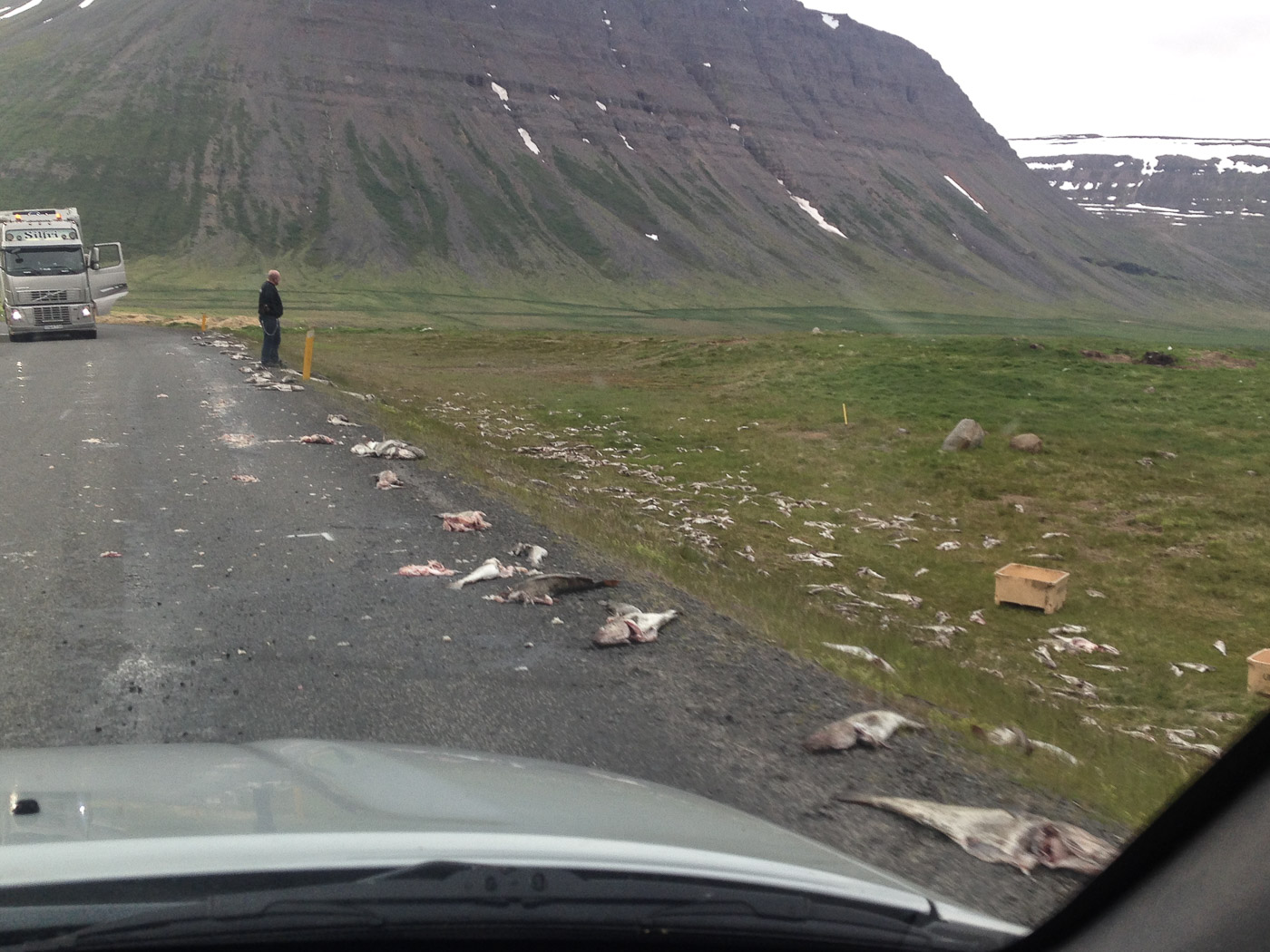 Westfjords in seven days. - Close to Súðavík, a truck lost fish! (7 til 13 July 2015)