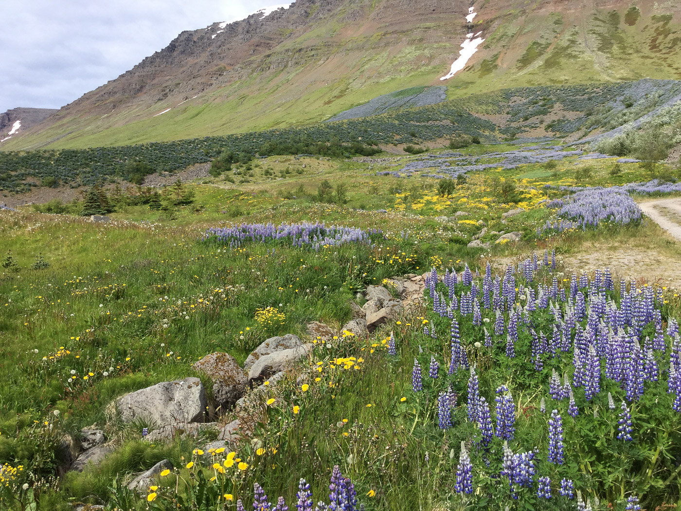 Westfjords in seven days. - Flateyri. (7 til 13 July 2015)