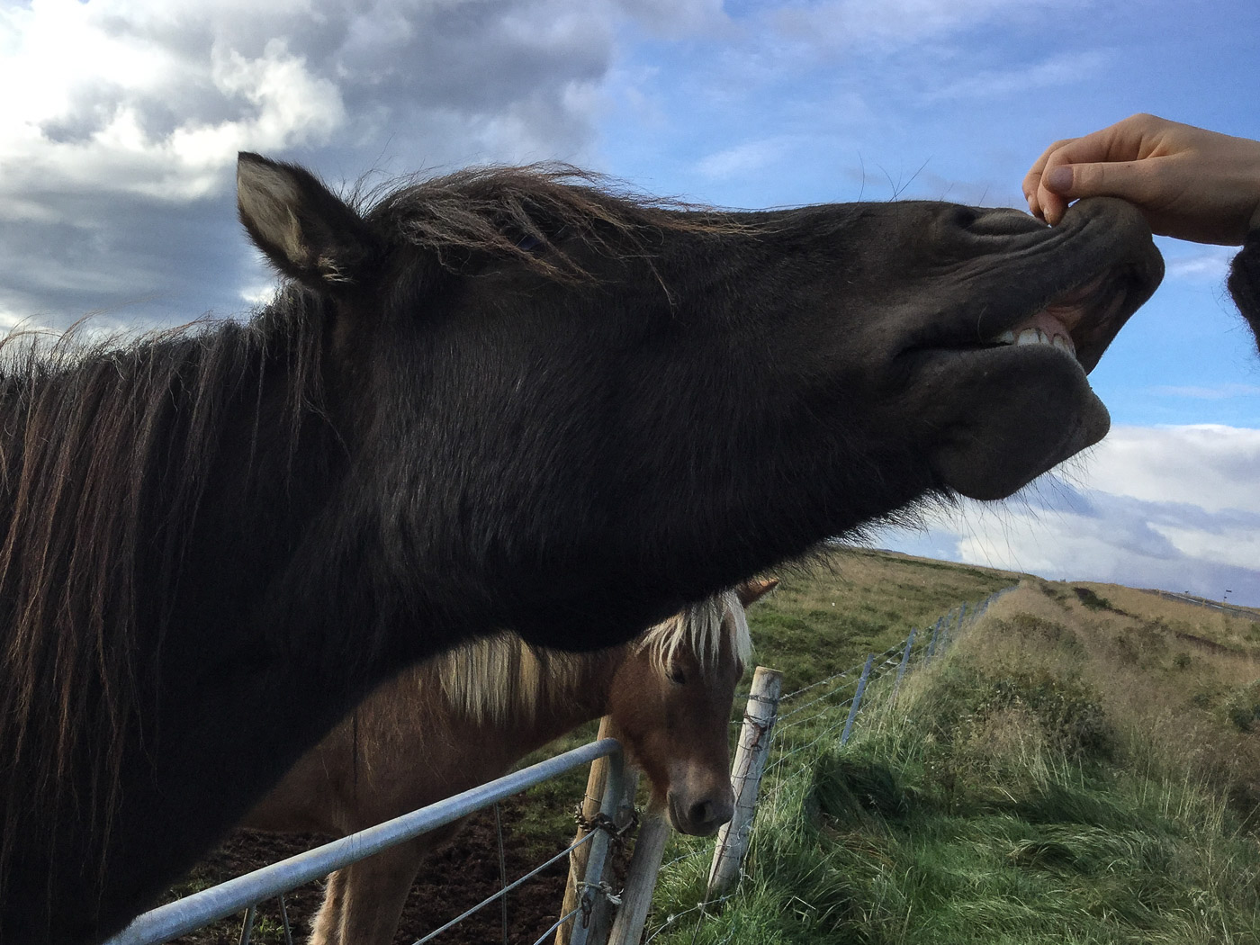 Reykjavík. Miscellaneous LXXXIX. - Happy Icelandic horses :-). I. (2 till 22 September 2015)