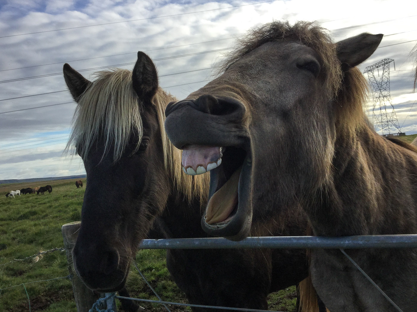 Reykjavík. Miscellaneous LXXXIX. - Happy Icelandic horses :-). II. (2 till 22 September 2015)